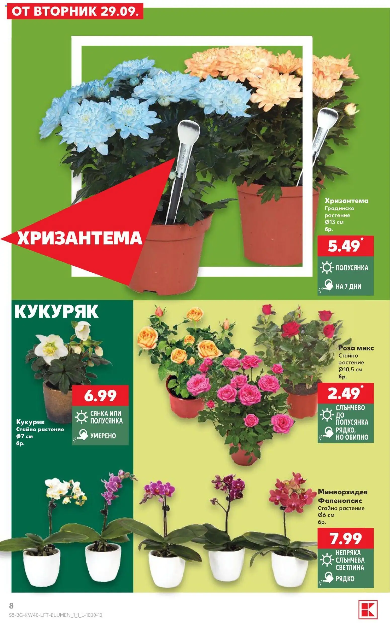 {H1} | Страница: 8 | Продукти: Хризантема, Роза