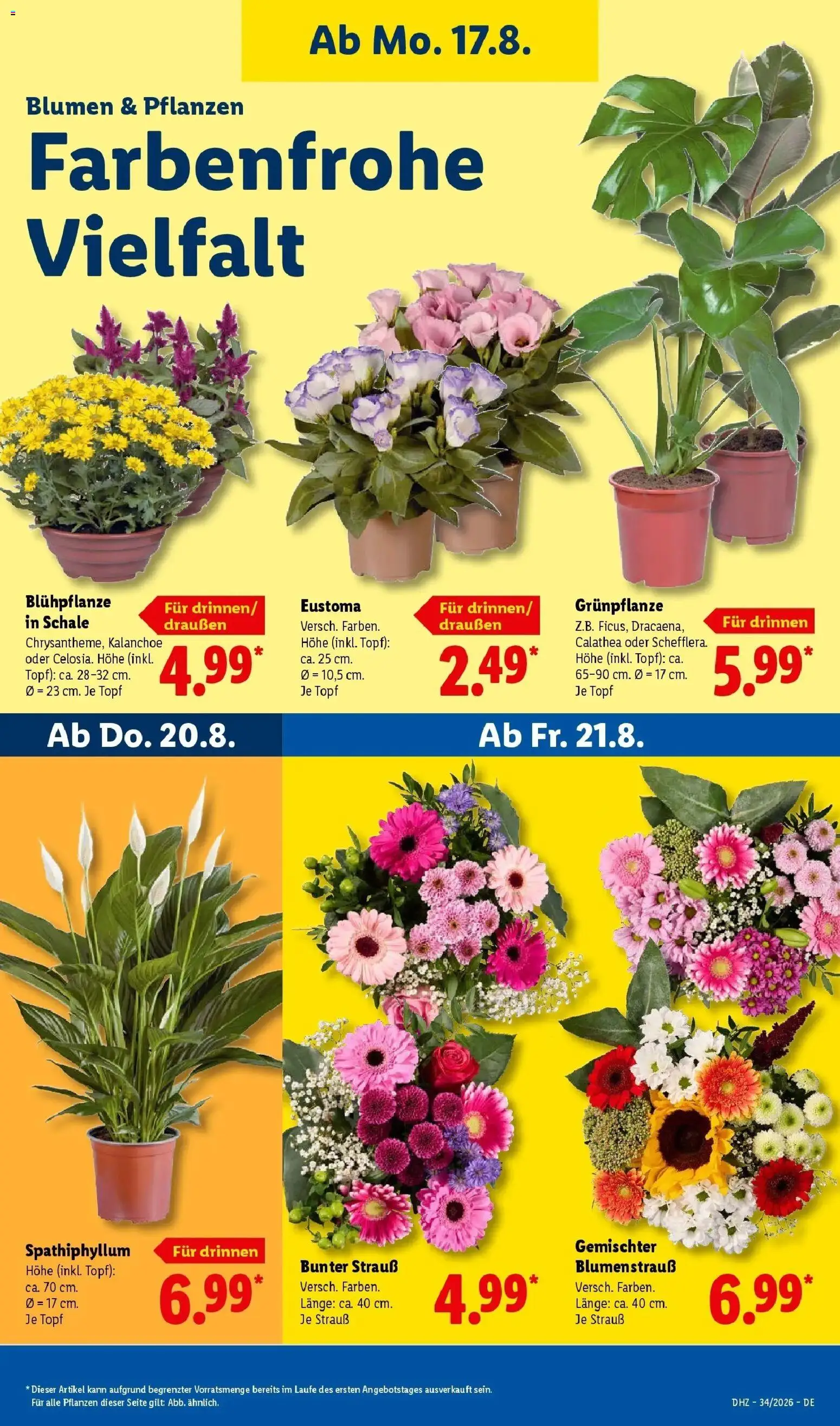 Lidl Prospekt Freudenstadt (ab 17.08.2026) zum Blättern » Angebote | Seite: 25 | Produkte: Blumen