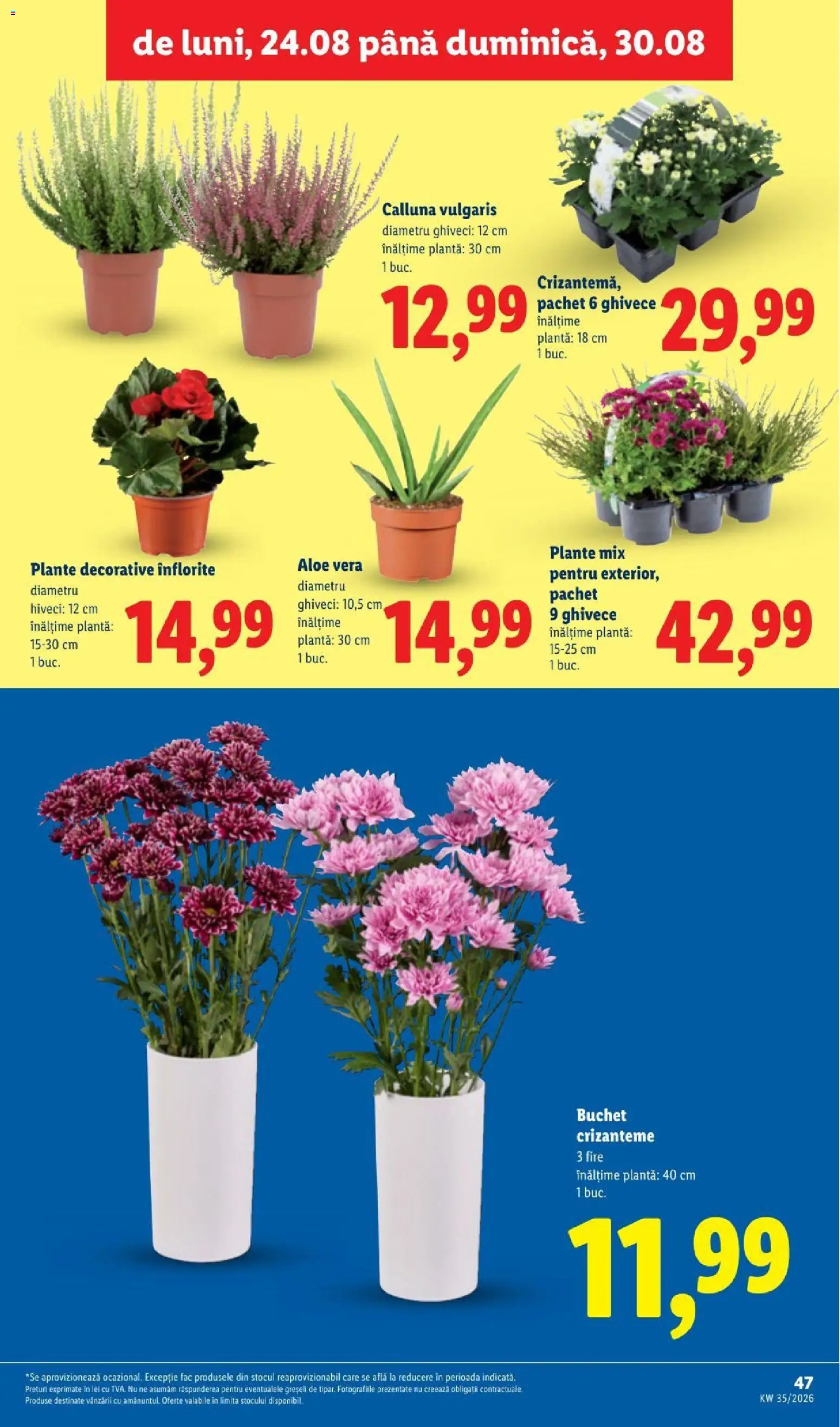 Noul catalog Lidl – valabil de la 24.08.2026 | Pagină: 47 | Produse: Aloe vera, Ghiveci