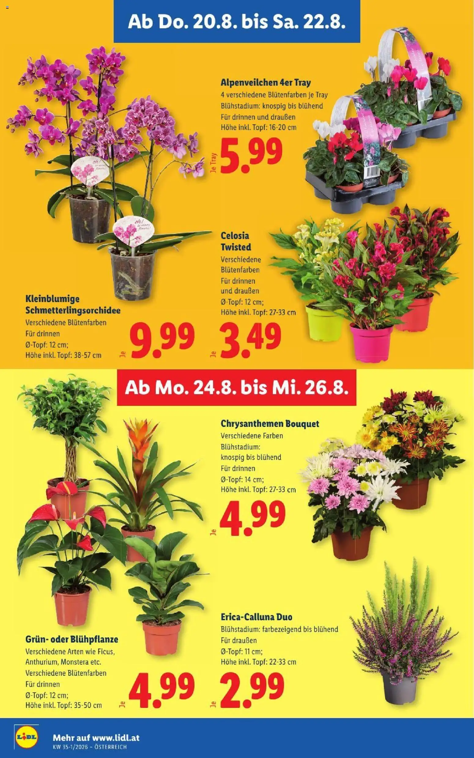 Lidl - Flugblatt gültig ab 20.08.2026 | Seite: 30