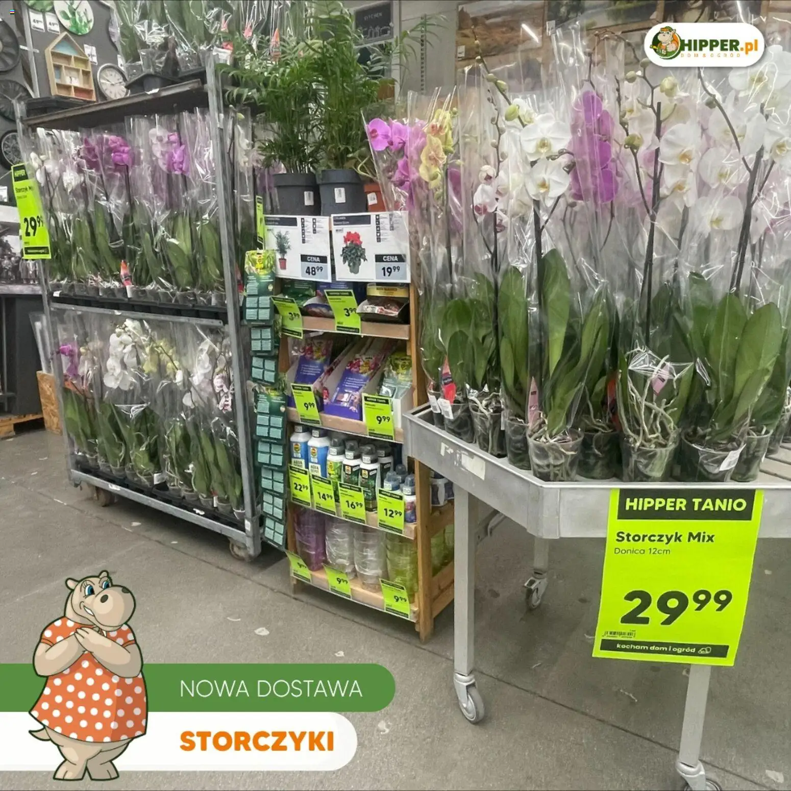 Hipper gazetka od 15.05.2026 | Strona: 3 | Produkty: Storczyki, Storczyk