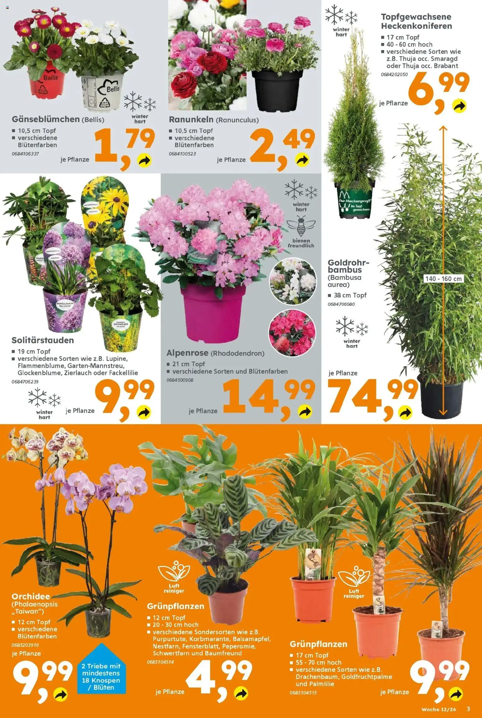 Globus Baumarkt Prospekt Herbolzheim	 – gültig ab 16.03.2026 | Seite: 3 | Produkte: Orchidee