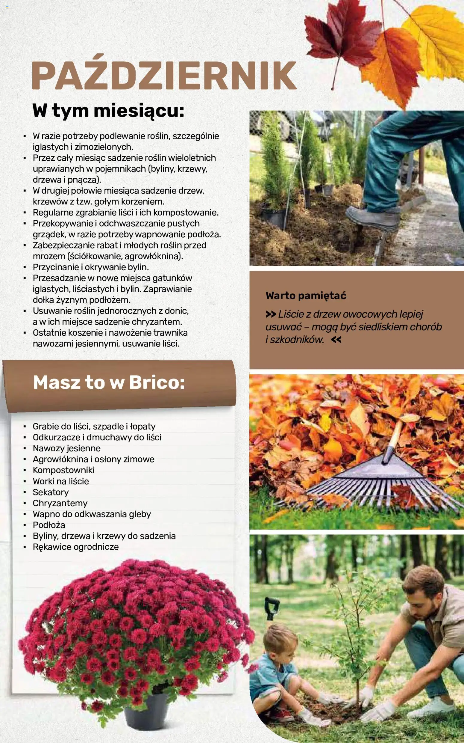 Brico Marché gazetka - Jesienne Inspiracje od 17.08.2026 | Strona: 109 | Produkty: Chryzantemy