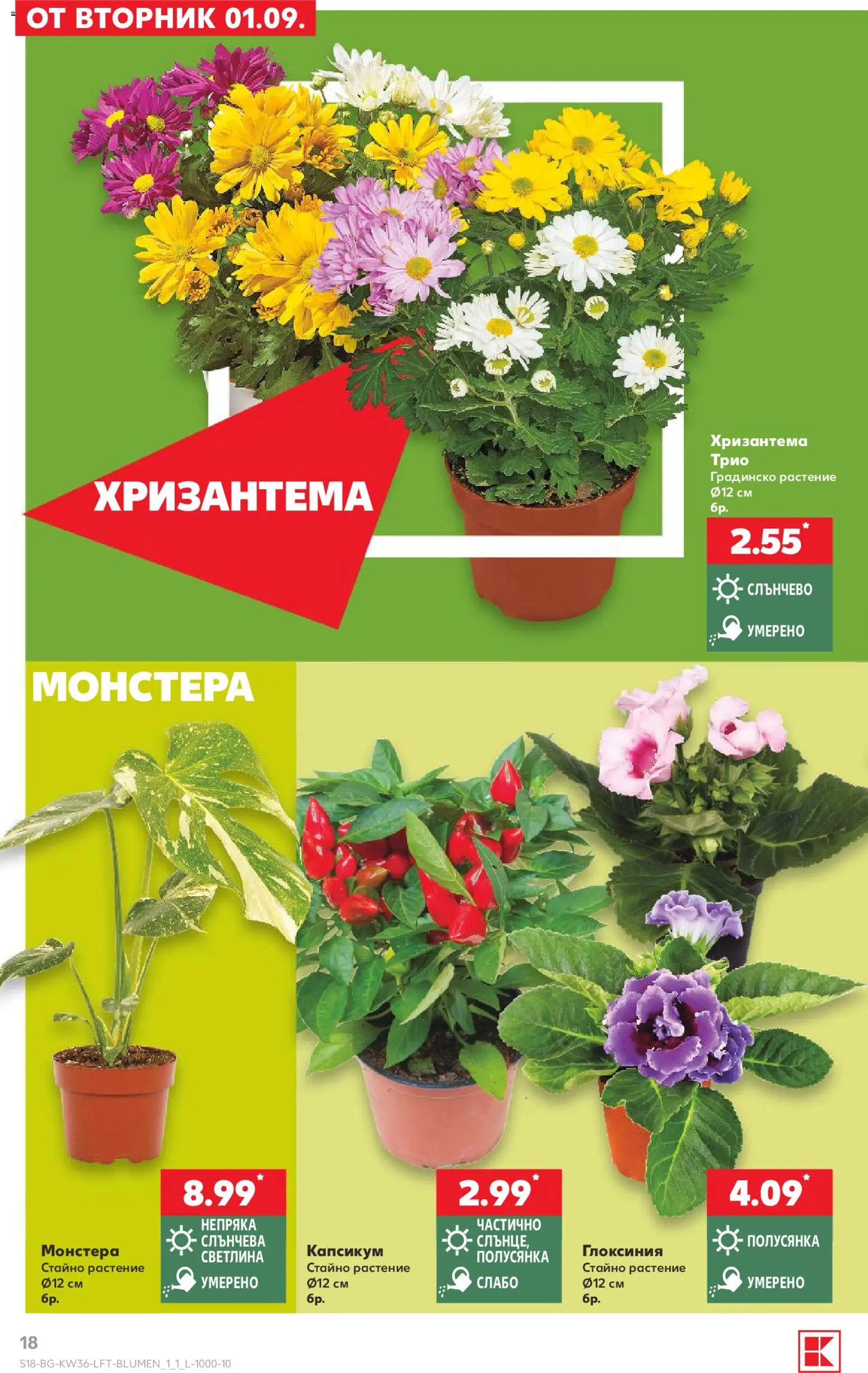 {H1} | Страница: 18 | Продукти: Хризантема