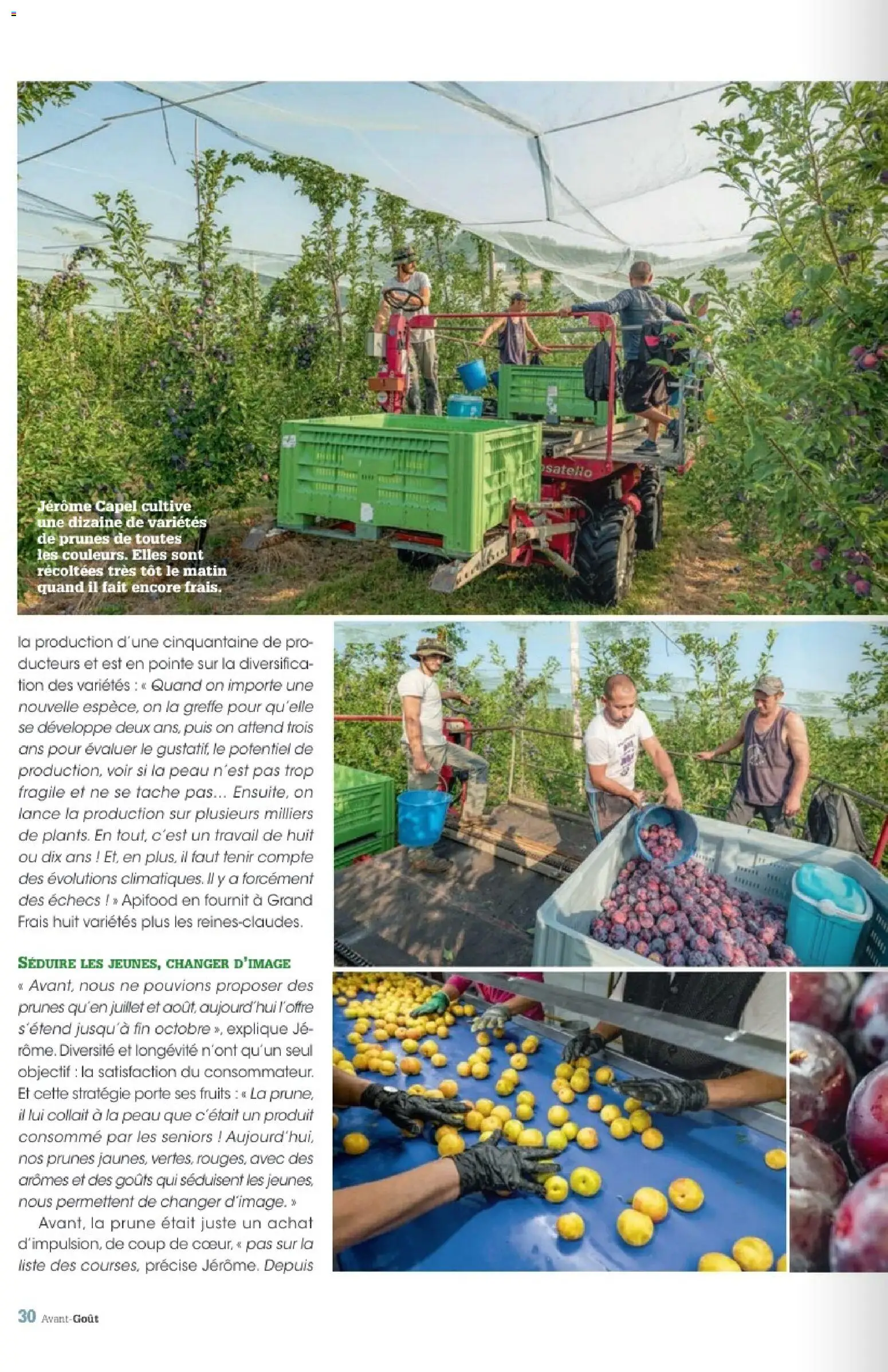 {H1} | Page: 30 | Produits: Prune, Prunes, Porte, Fruits