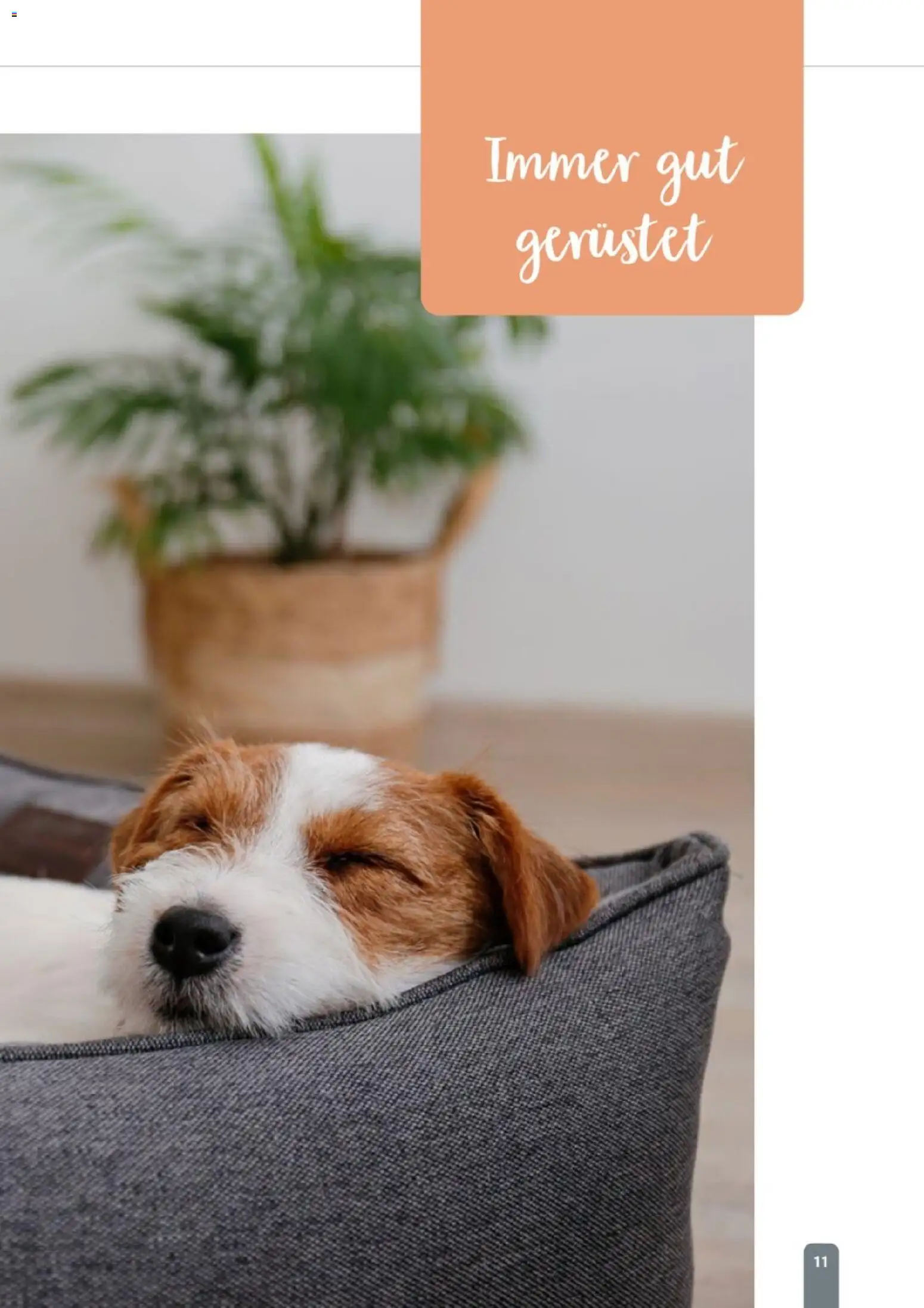 zookauf Themenkatalog Hund – gültig ab 18.05.2026 | Seite: 11