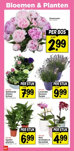Vomar folder - Voorbeeld van een folder van Vomar, geldig van 07.06.2026 | Pagina: 37 | Producten: Schaal, Bloemen, Keramiek