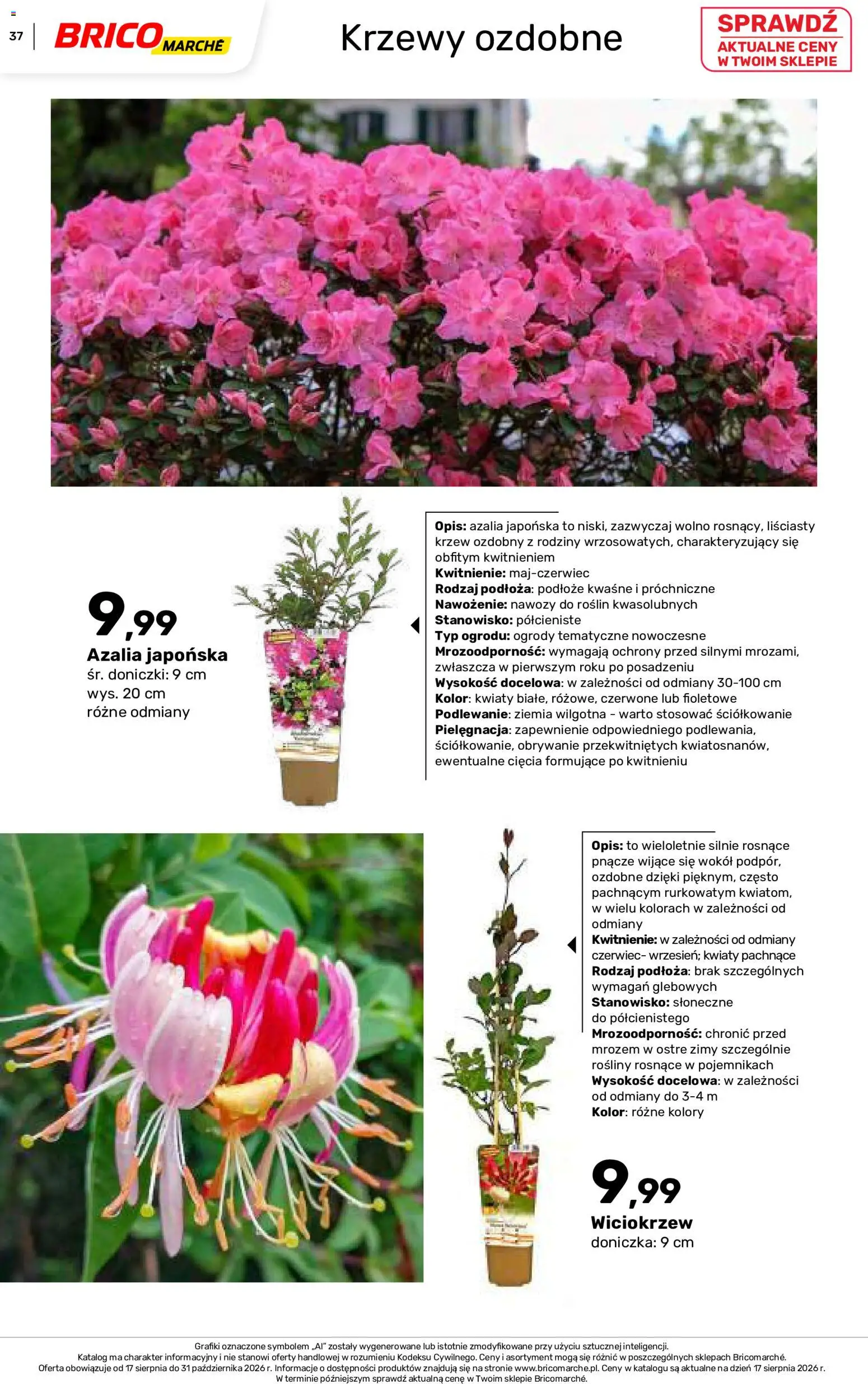 Brico Marché gazetka - Jesienne Inspiracje od 17.08.2026 | Strona: 37 | Produkty: Ziemia, Rosliny, Doniczki, Kwiaty