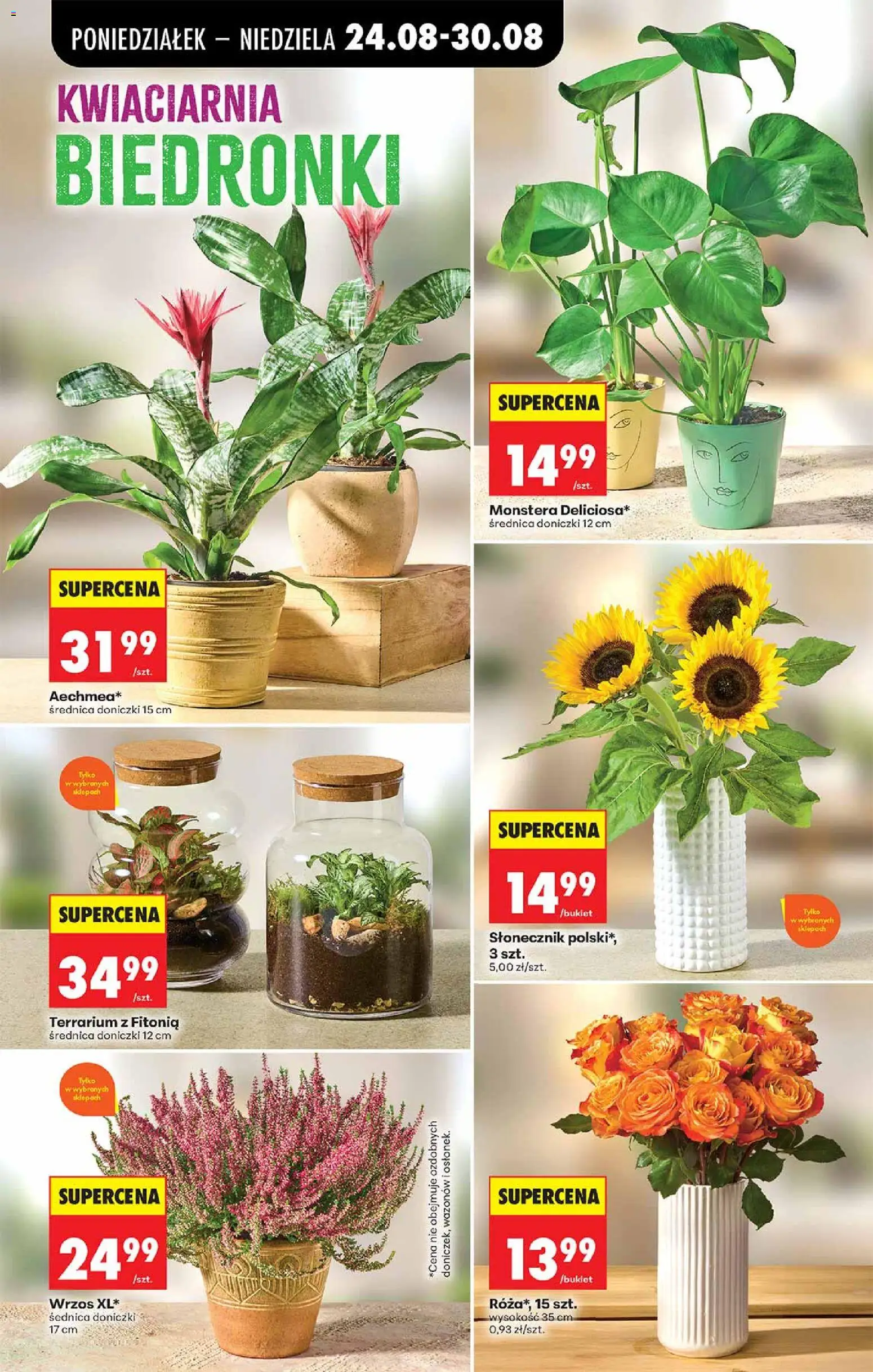 Biedronka Polsko leták od 24.08.2026 | Strana: 73 | Produkty: Monstera