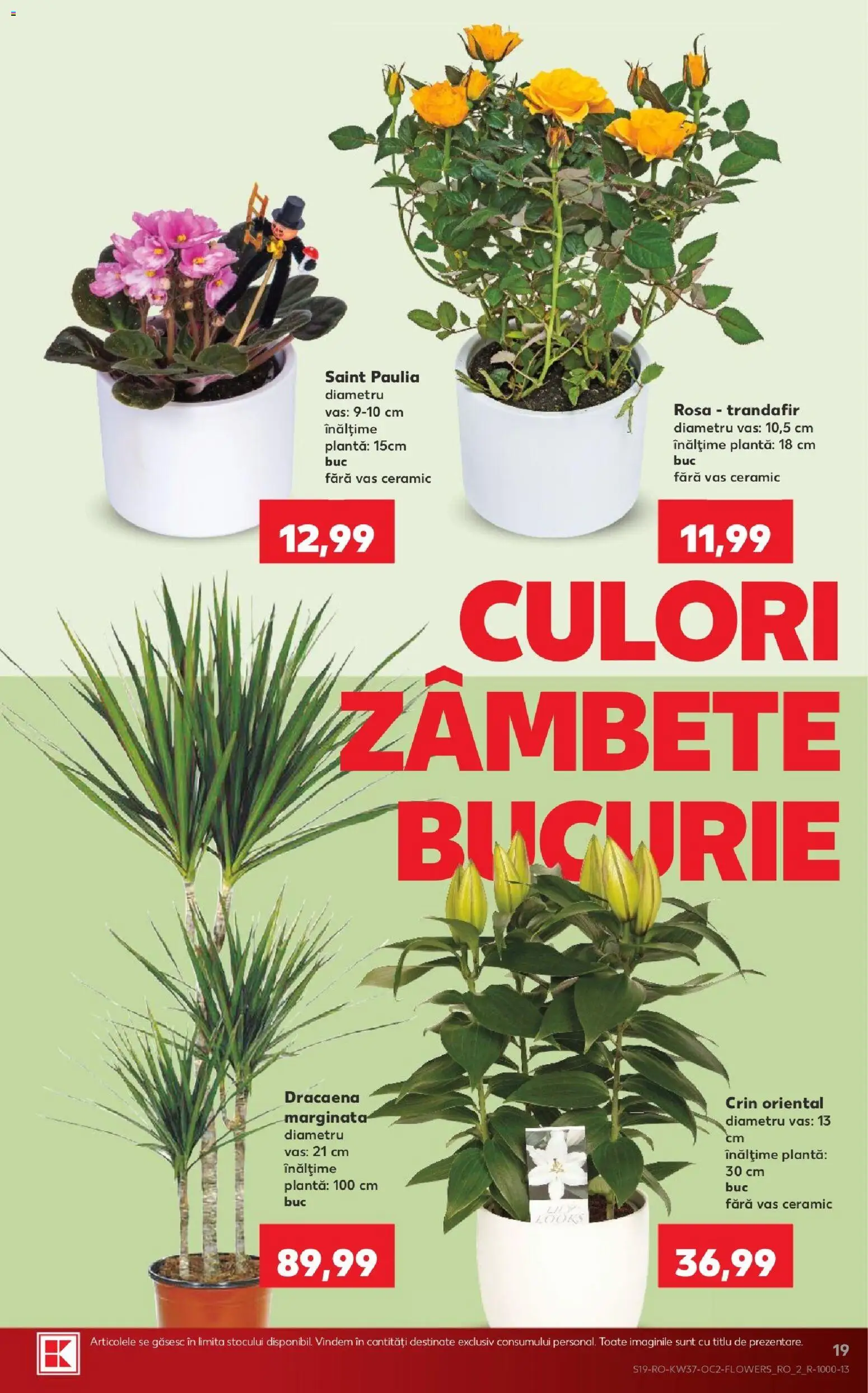 Kaufland Zalau 09.09.2026 - Revista si Oferta | Pagină: 19 | Produse: Trandafir