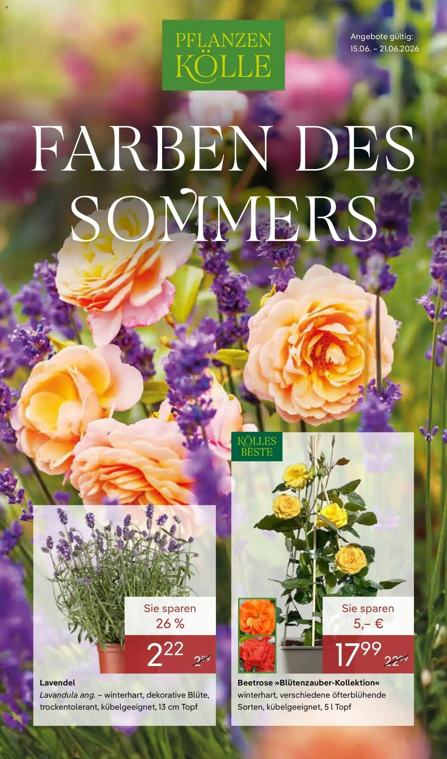 Pflanzen-Kölle - Pflanzen-Kölle: Farben des Sommers – gültig ab 15.06.2026 | Seite: 1 | Produkte: Lavendel