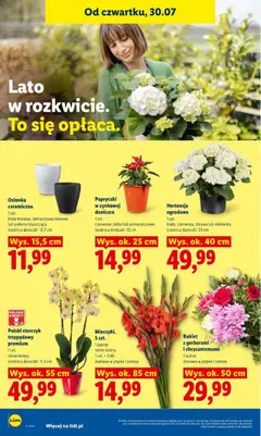 Pogląd oferty "Hortensja ogrodowa, 1 szt. biała, czerwona, różowa lub niebieska średnica doniczki: 23 cm" - ważna od 30.07.2026 | Strona: 94