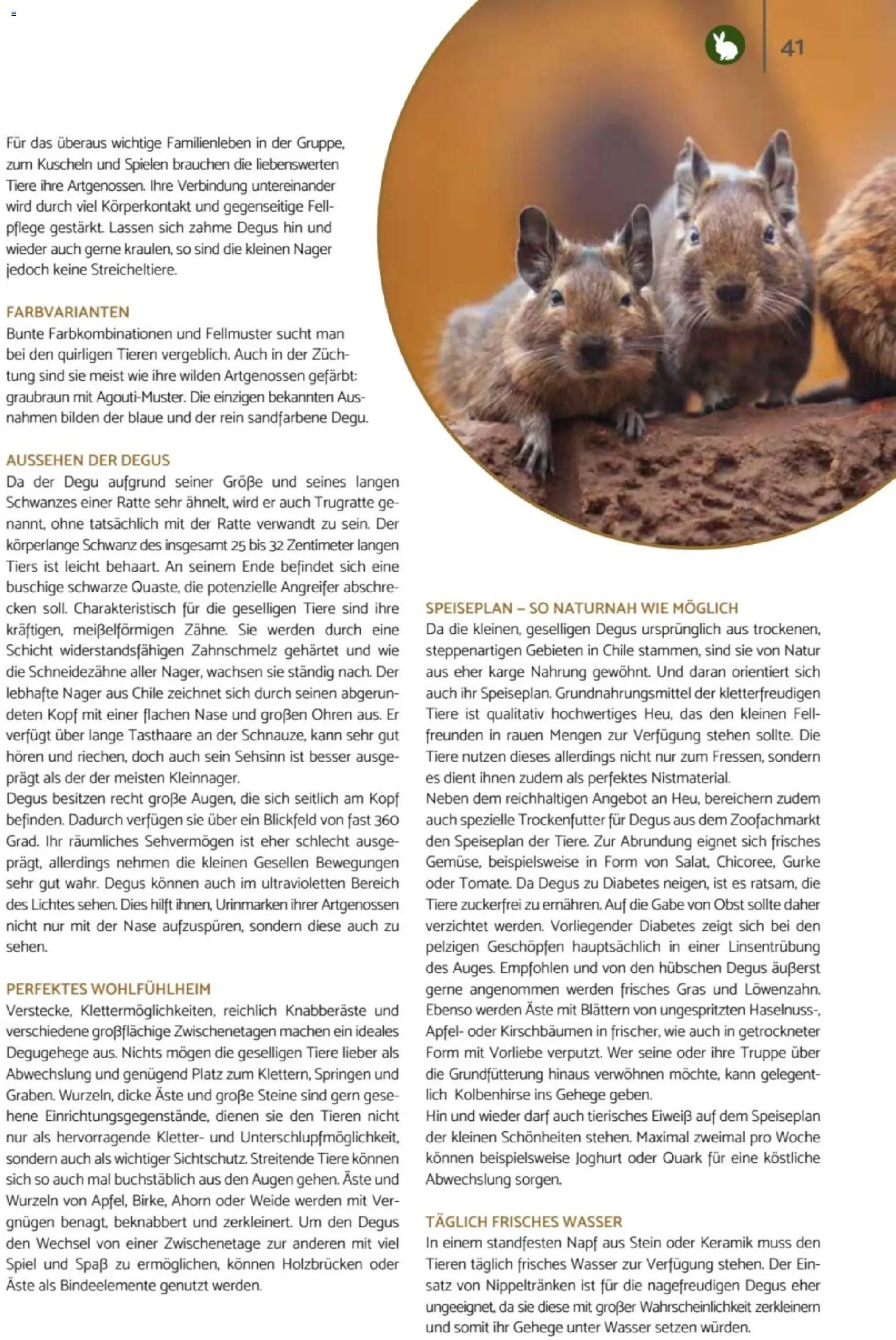 zookauf Heimtier Journal – gültig ab 01.10.2026 | Seite: 41 | Produkte: Spiel, Joghurt, Wasser, Obst