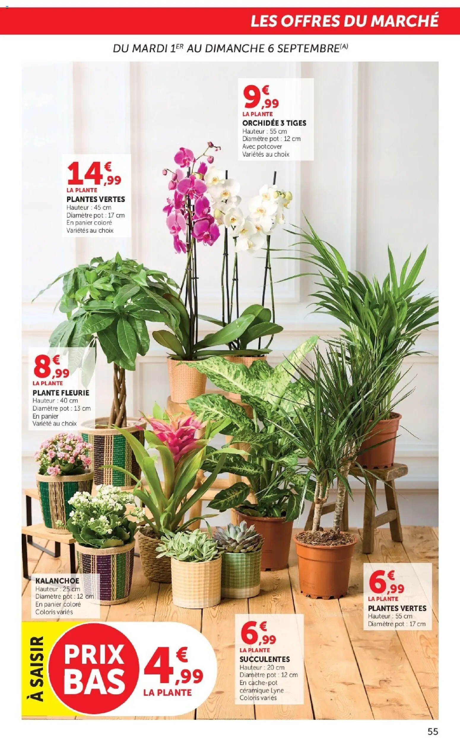 {H1} | Page: 55 | Produits: Kalanchoe, Panier, Orchidee 3 tiges, Plantes vertes