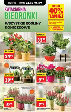 Pogląd oferty "WSZYSTKIE ROŚLINY DONICZKOWE, WSZYSTKIE ROŚLINY DONICZKOWE" - ważna od 24.09.2026 | Strona: 31