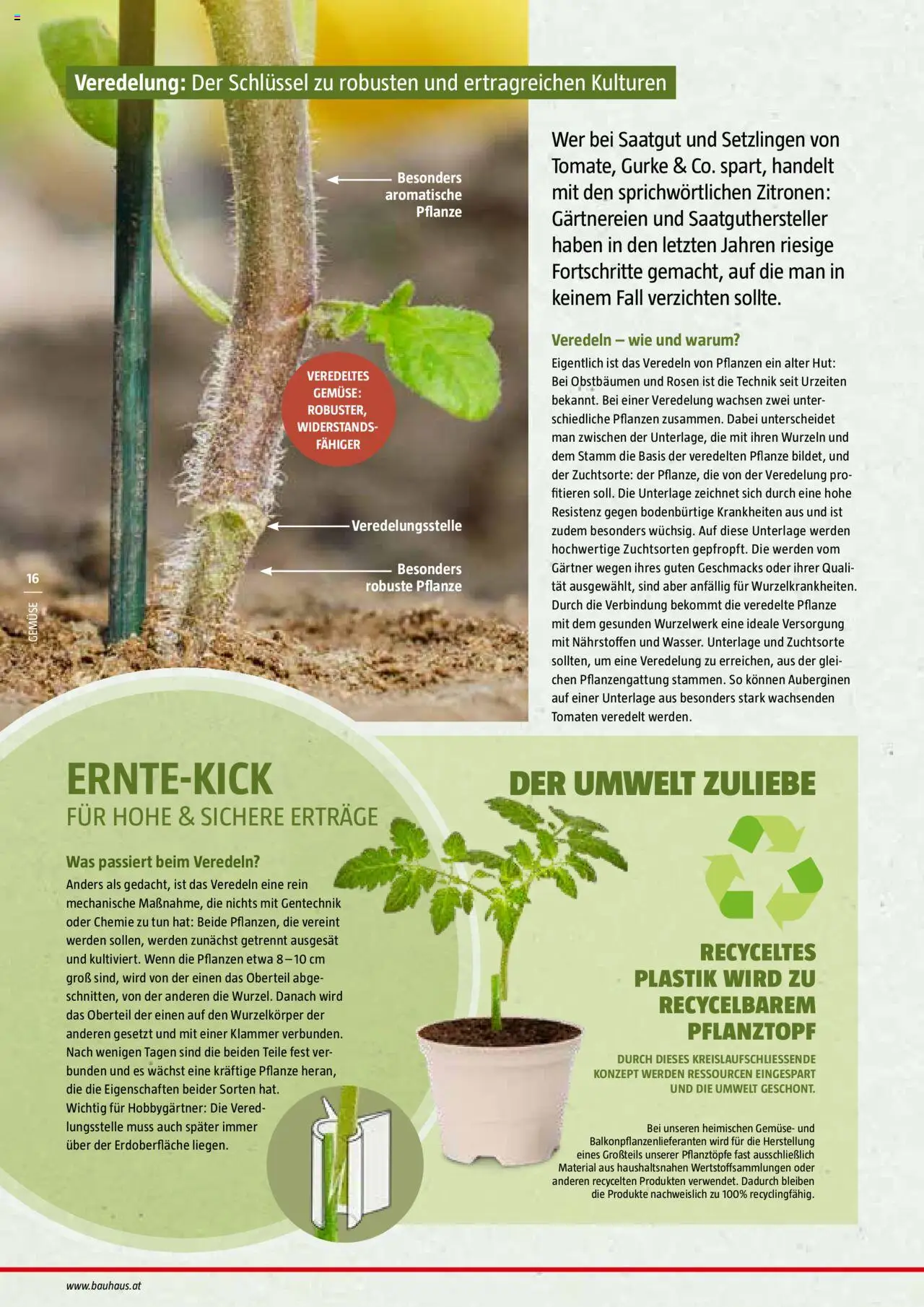 Bauhaus Reiche Ernte Magazin 2025 gültig ab 01.07.2025 | Seite: 16 | Produkte: Gemüse, Hut, Gurke, Tomaten
