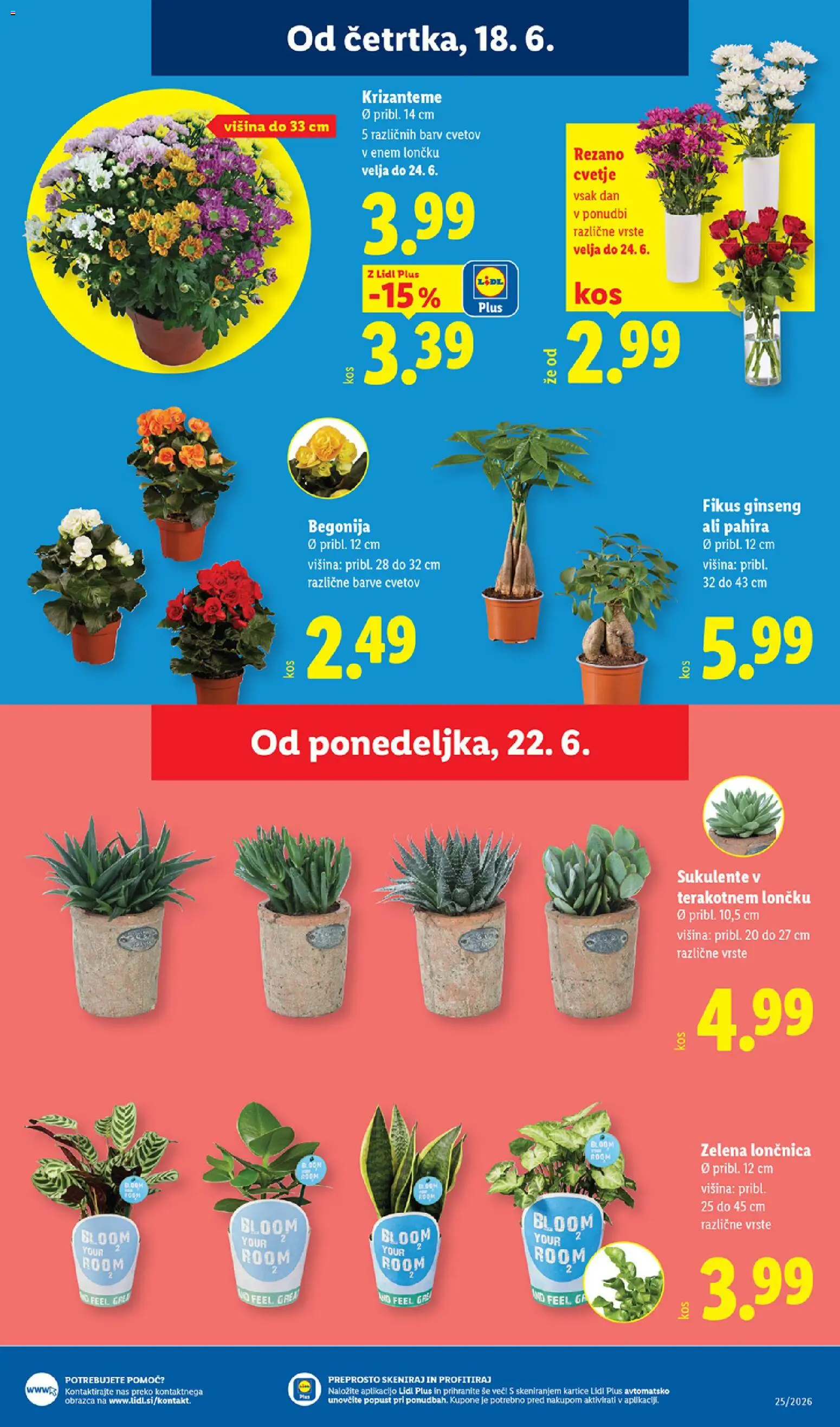 Novi Lidl katalog ponudbe – veljaven od 18.06.2026 | Stran: 23 | Izdelki: Cvetje, Zelena