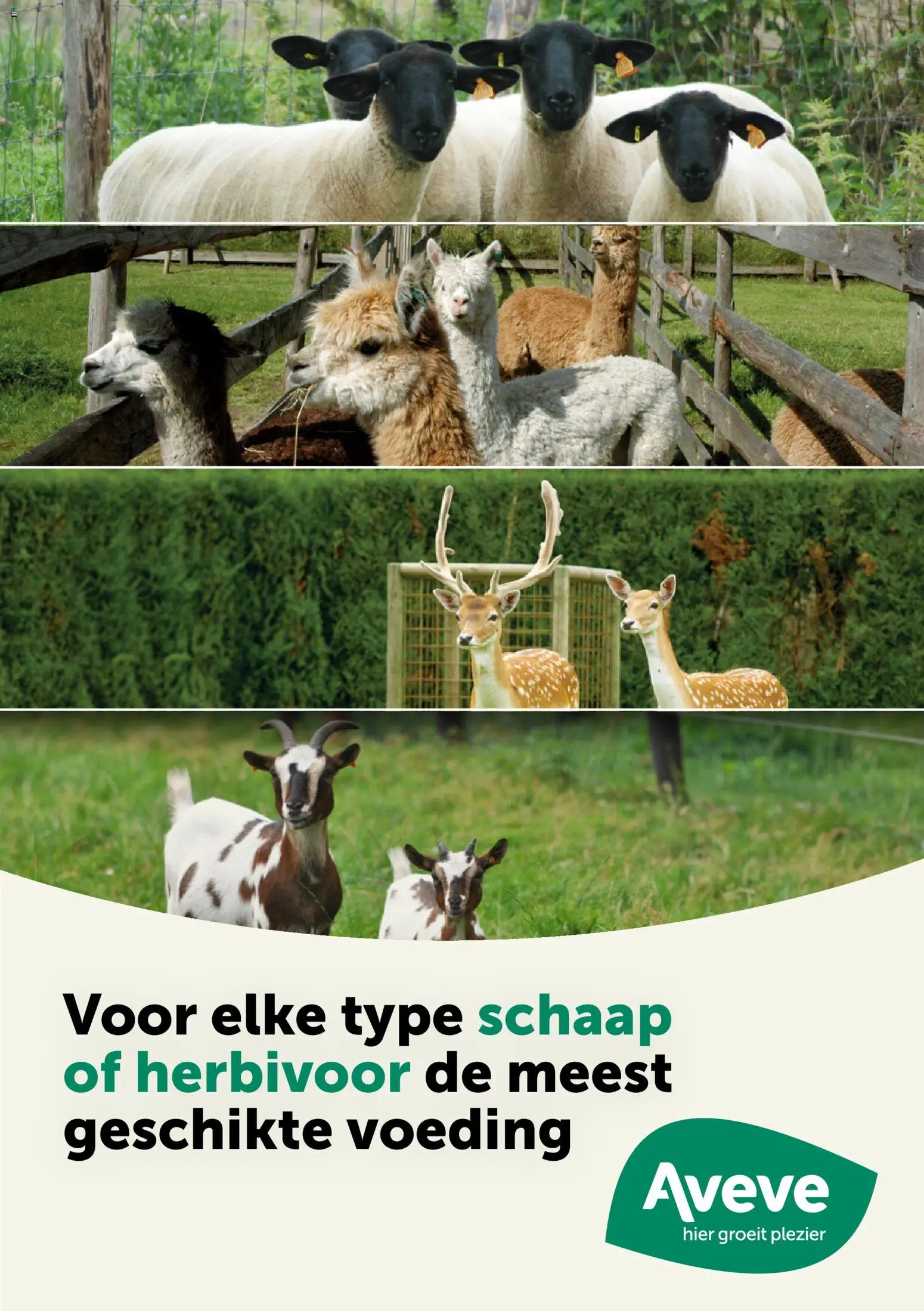 Aveve Gids kleine herkauwers (23/02/2026 t/m 17/01/2027) catalogue cover