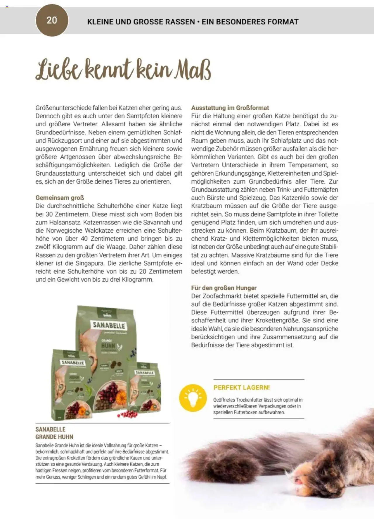 zookauf Themenkatalog Katze – gültig ab 01.10.2025 | Seite: 20 | Produkte: Spiel, Gewicht, Toilette, Schulter