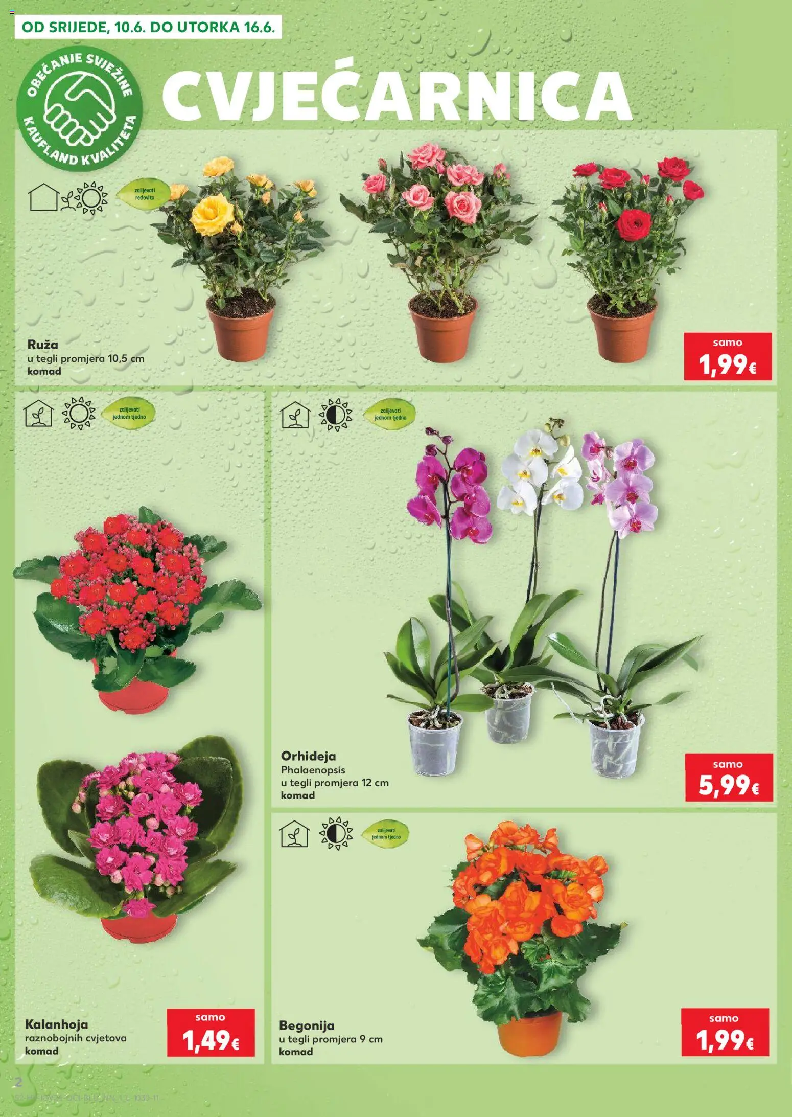 Kaufland katalog | vrijedi od 10.06.2026 | Stranica: 2 | Proizvodi: Orhideja