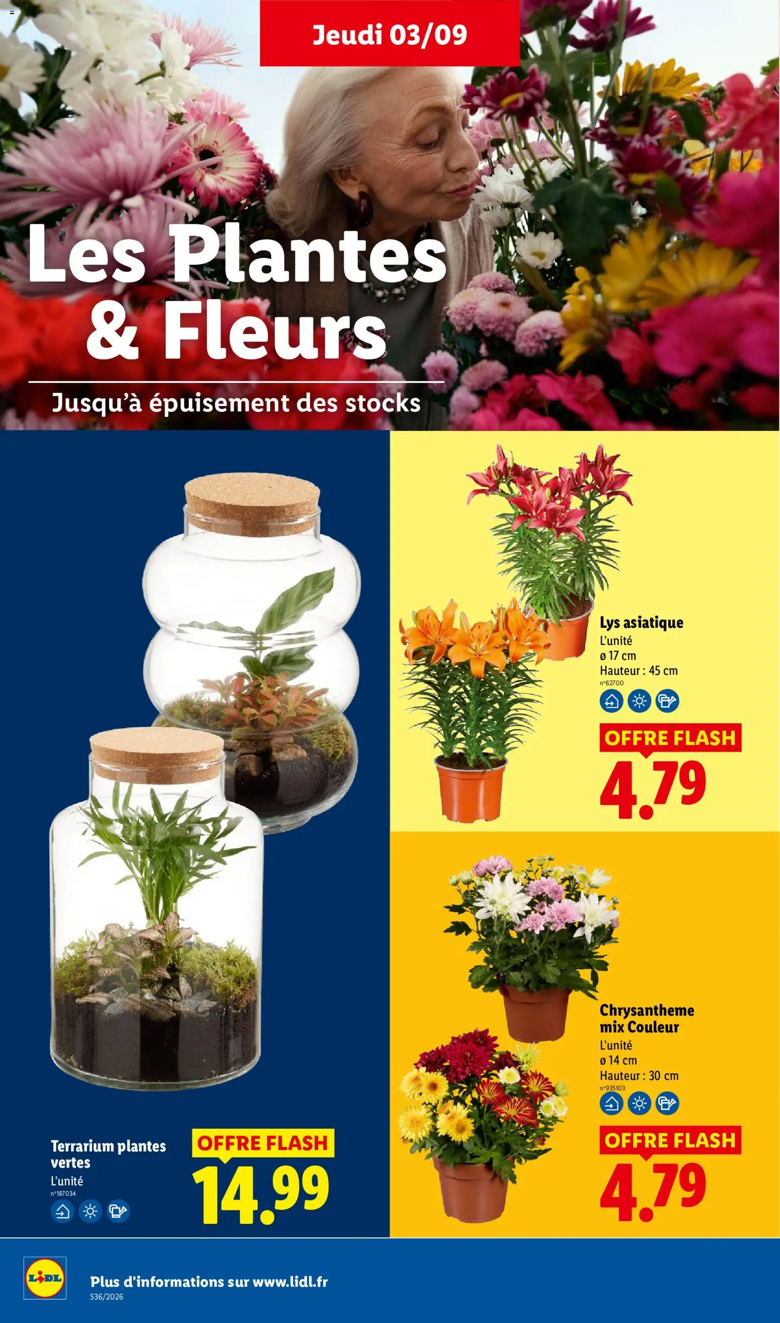 {H1} | Page: 34 | Produits: Plantes, Fleurs, Chrysanthème, Plantes vertes