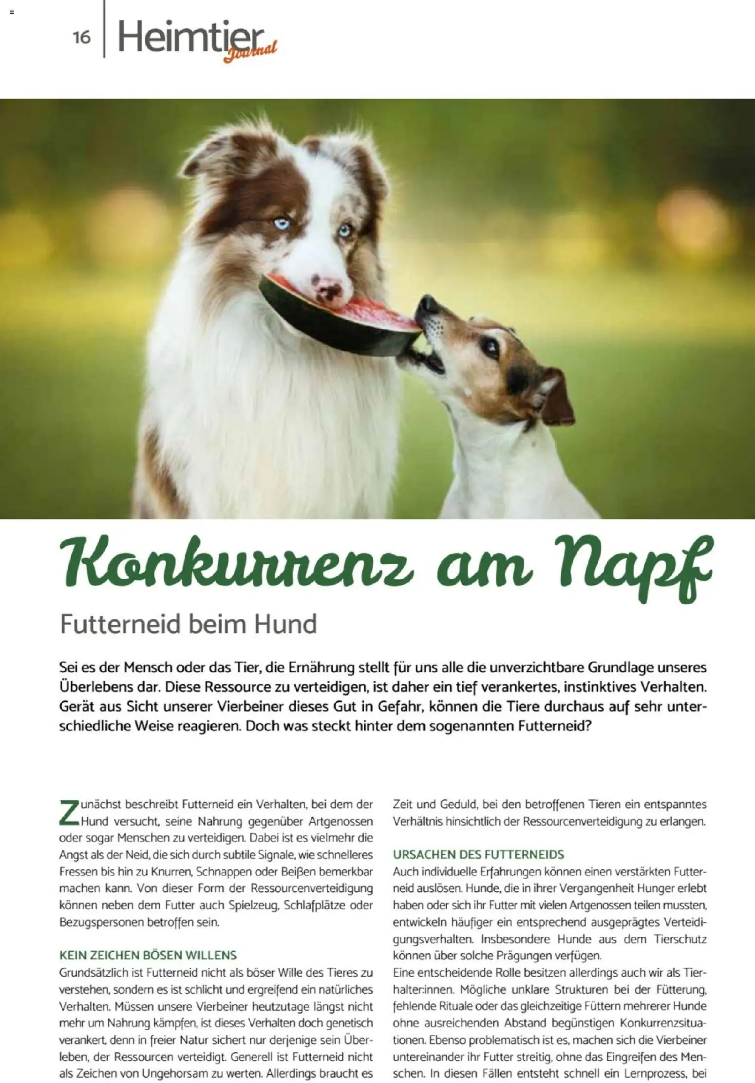 zookauf Heimtier Journal – gültig ab 01.06.2026 | Seite: 16