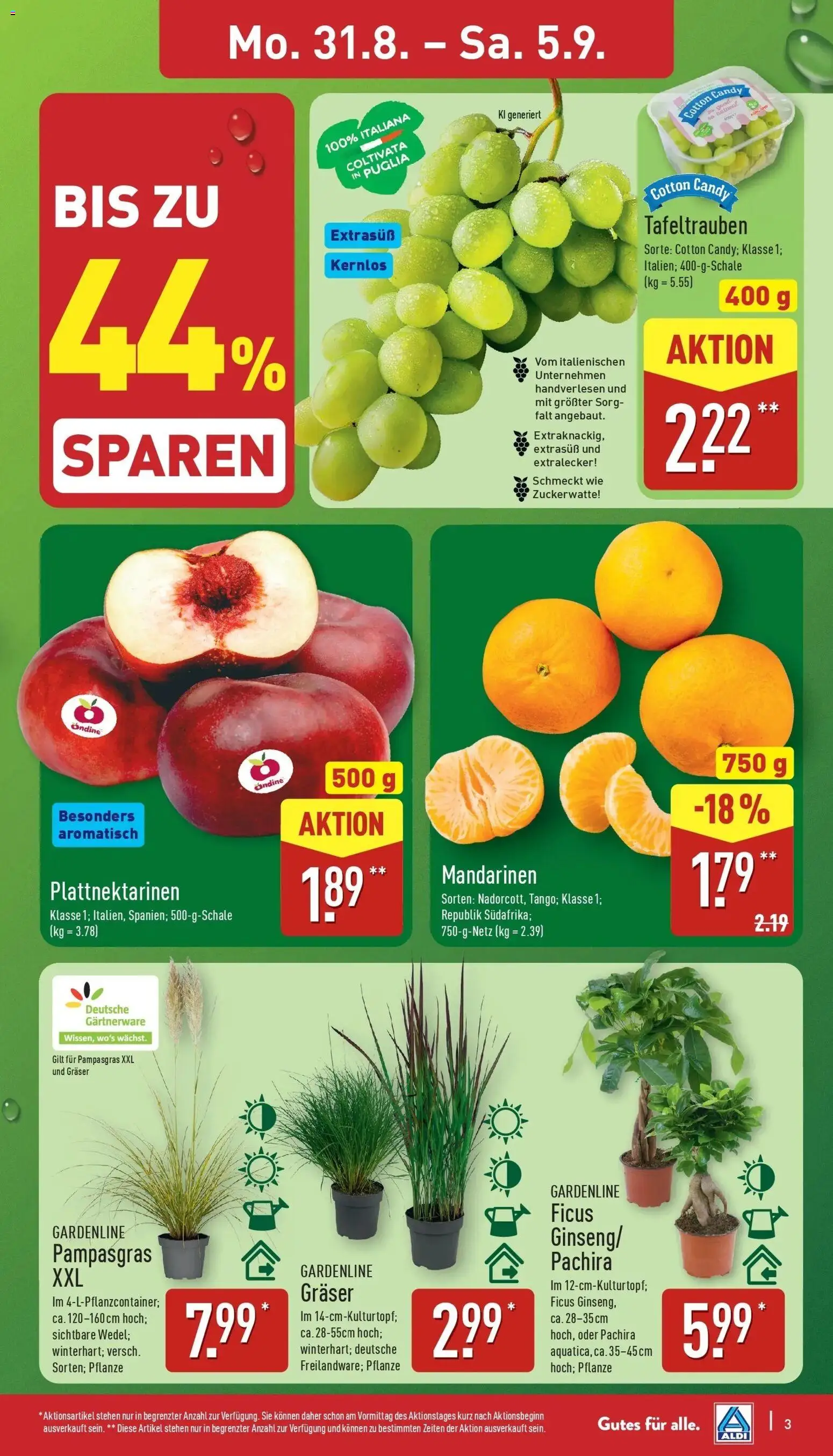 Aldi Aktueller Prospekt (ab 31.08.2026) » Angebote Online | Seite: 3 | Produkte: Mandarinen