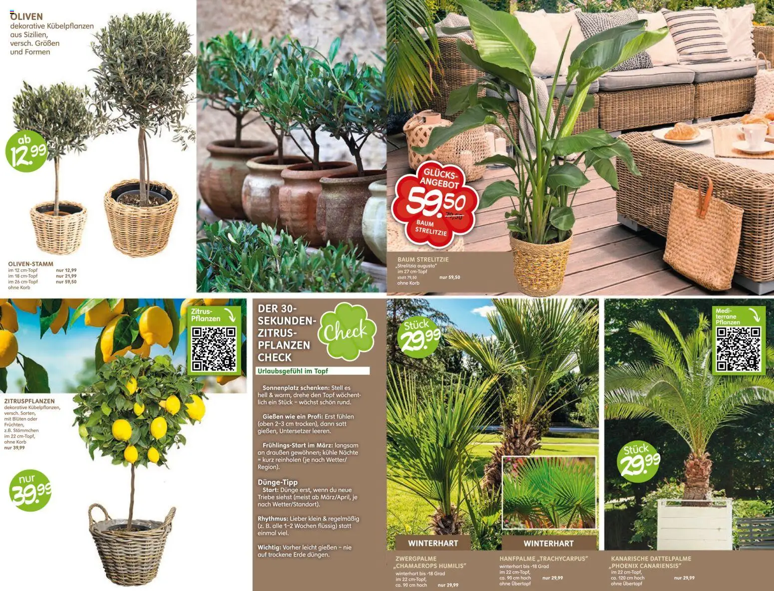Blumen Risse Blütenglück Blumenmarkt – gültig ab 28.05.2026 | Seite: 8 | Produkte: Korb