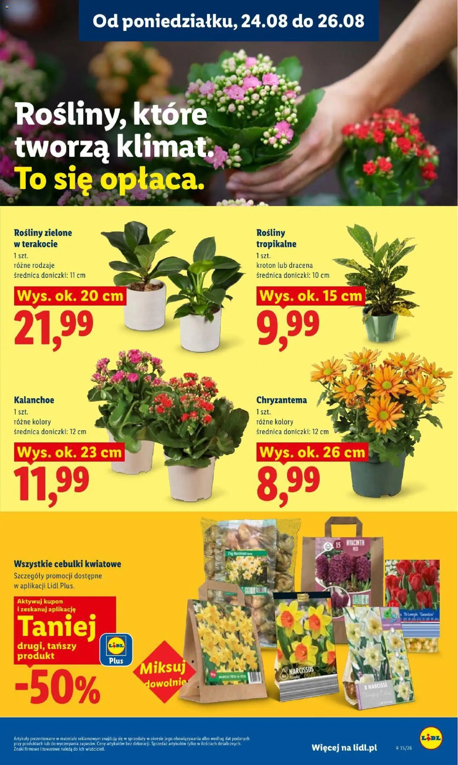 Lidl gazetka od 24.08.2026 | Strona: 85 | Produkty: Rosliny, Doniczki, Kalanchoe