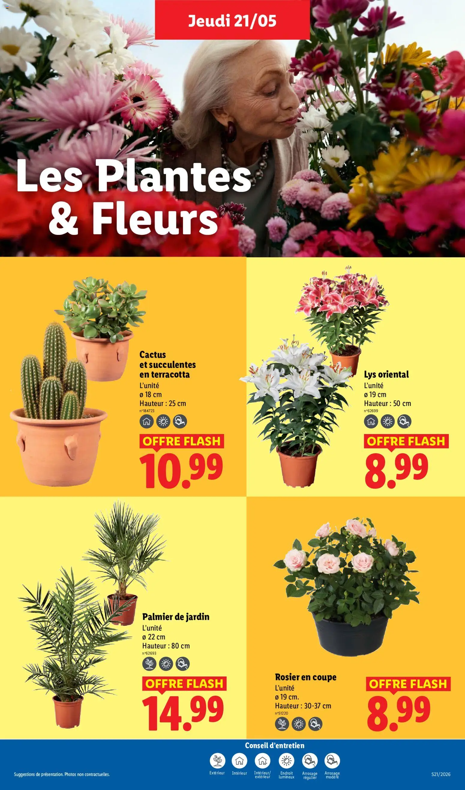 {H1} | Page: 25 | Produits: Rosier, Plantes, Palmier