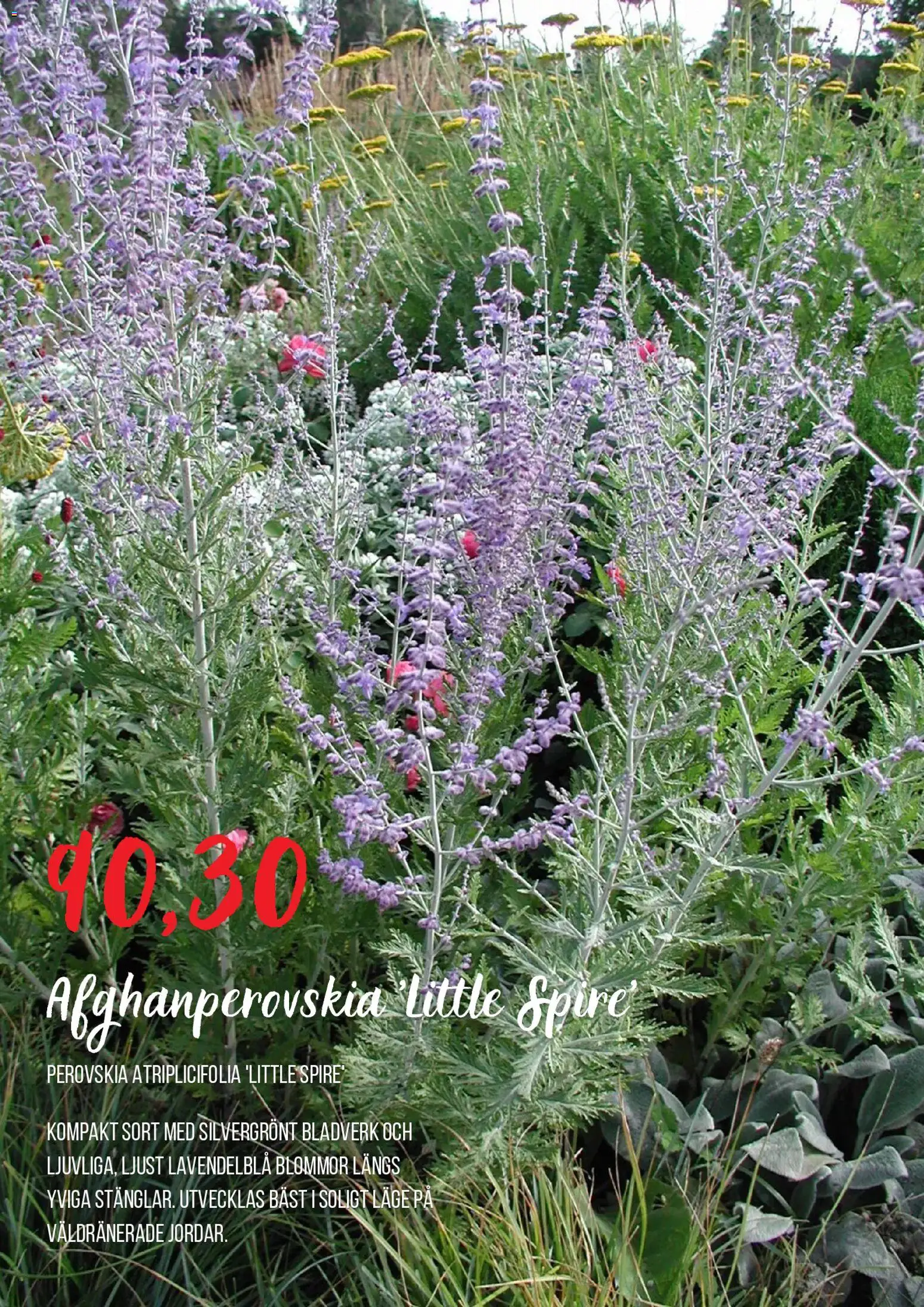 Blomsterlandet reklamblad aktuell från 01/09/2026 | Sida: 2 | Produkter: Blommor