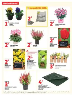 Auchan - Prévisualisation de PENSÉES À GROSSES FLEURS, POT DE 9CM valide à partir de 15/09/2026 | Page: 6 | Produits: Allume feu, Bruyère, Bâche, Absorbeur d'humidité