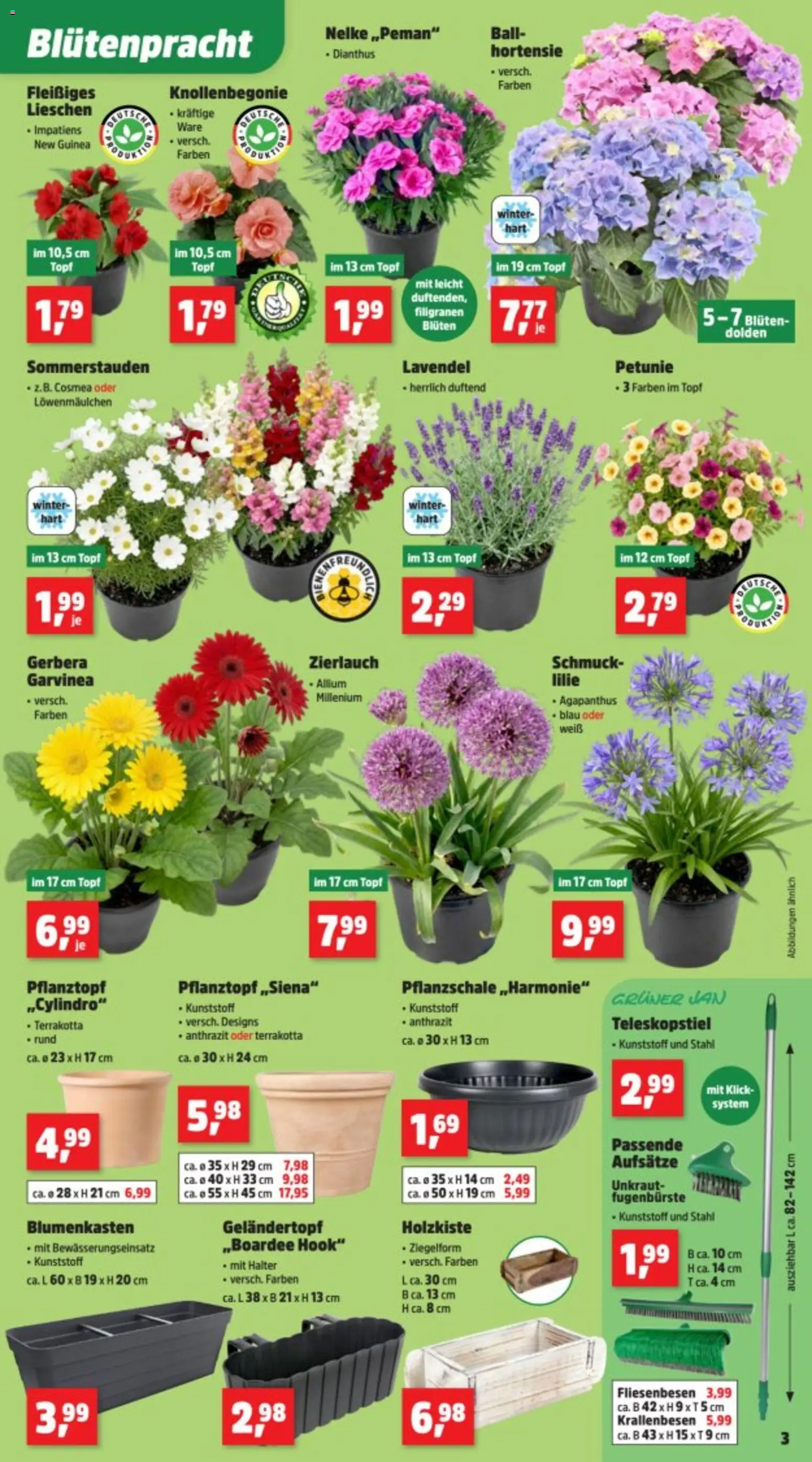 Thomas Philipps Prospekt – gültig ab 26.05.2026 | Seite: 5 | Produkte: Hortensie, Lavendel