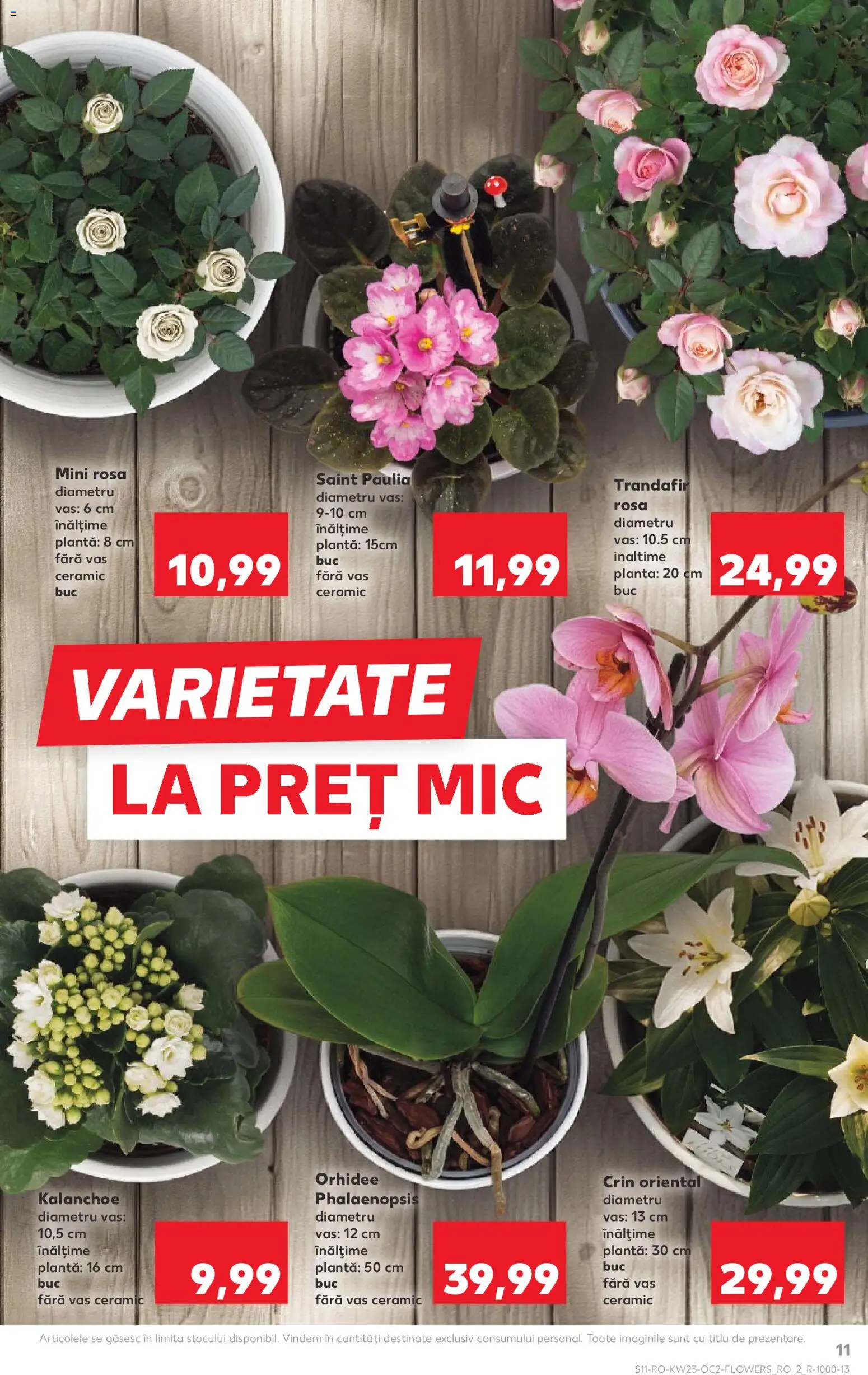 Noul catalog Kaufland – valabil de la 03.06.2026 | Pagină: 11 | Produse: Trandafir, Orhidee