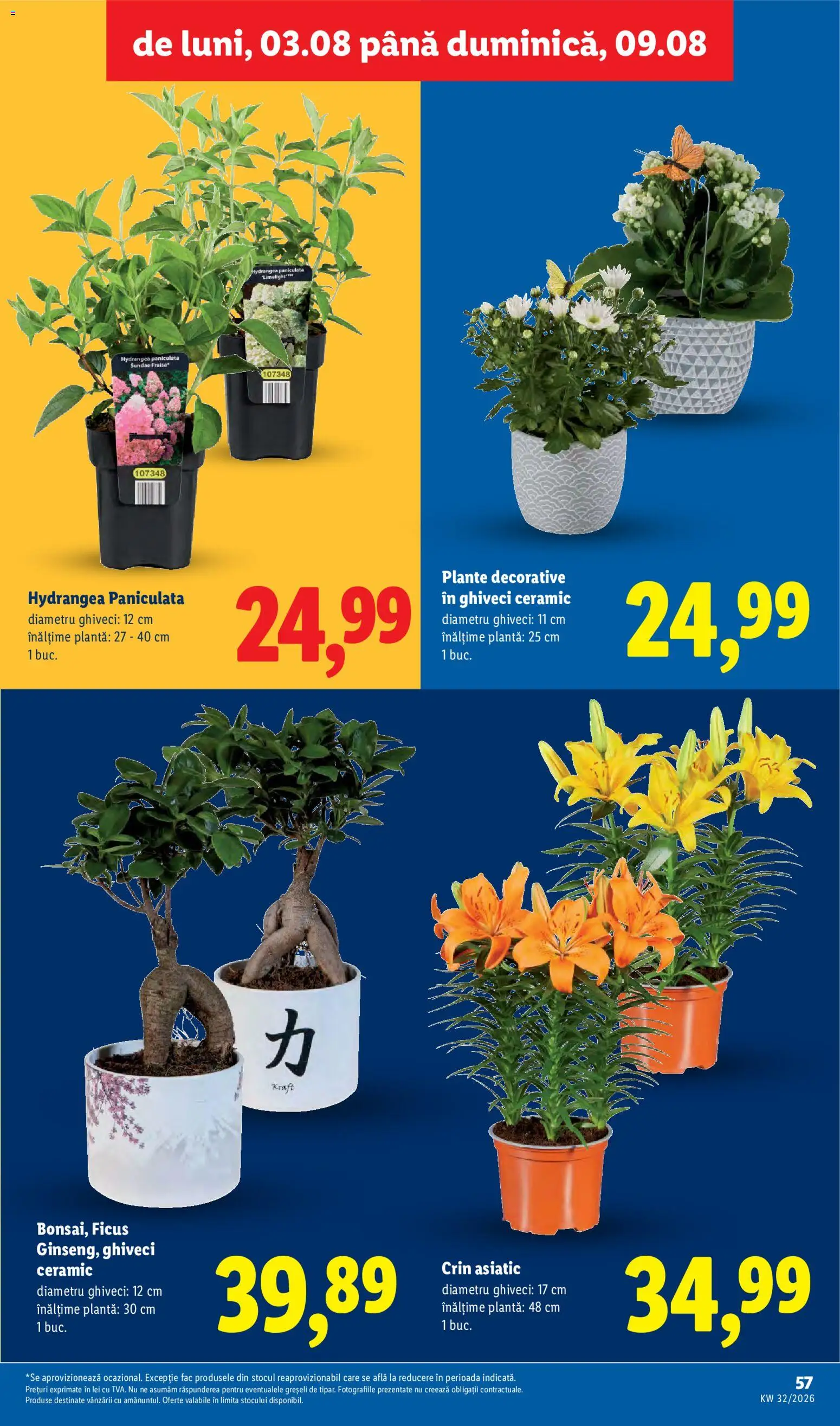 Noul catalog Lidl – valabil de la 03.08.2026 | Pagină: 57 | Produse: Ghiveci