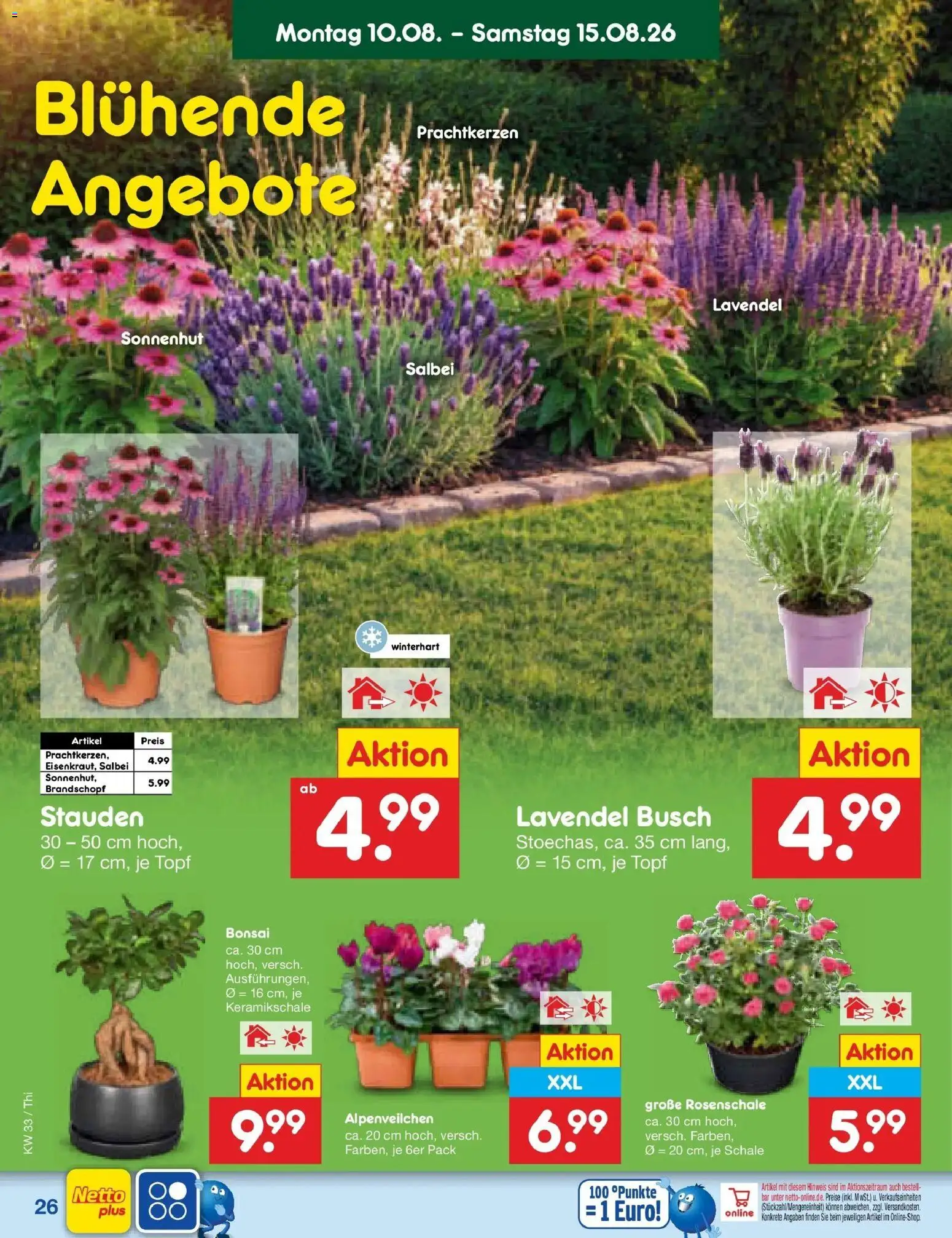 Netto Marken-Discount Prospekt Pirna (ab 10.08.2026) » Angebote | Seite: 38 | Produkte: Lavendel