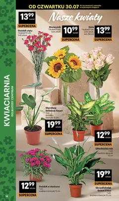 Pogląd oferty "Delikatesy Centrum gazetka" - ważna od 30.07.2026 | Strona: 38 | Produkty: Goździk, Słonecznik, Doniczki, Kwiaty