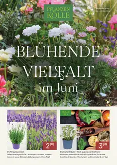 Pflanzen-Kölle Onlineflyer  Juni ab 01.06.2026 gültig