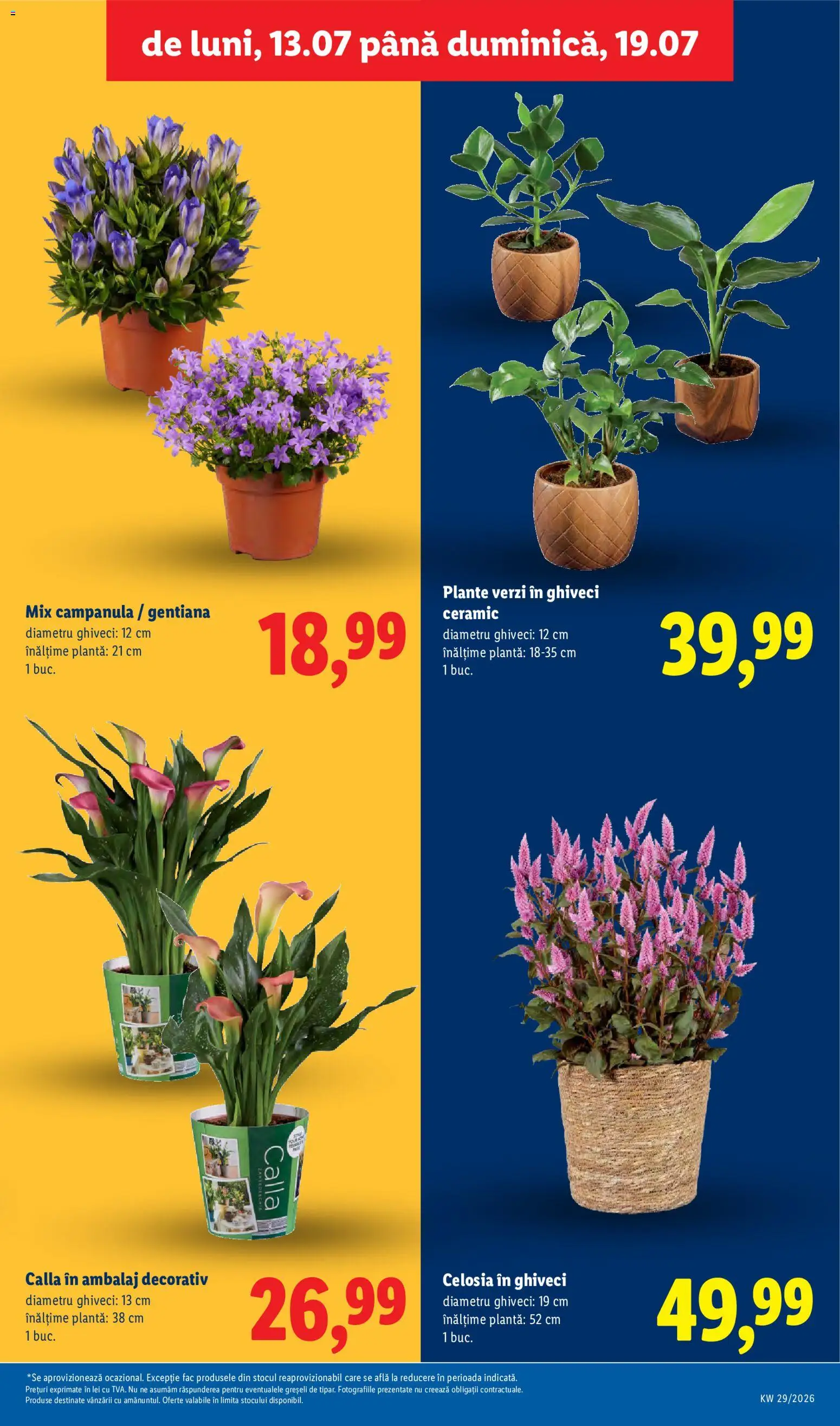 Noul catalog Lidl – valabil de la 13.07.2026 | Pagină: 59 | Produse: Ghiveci