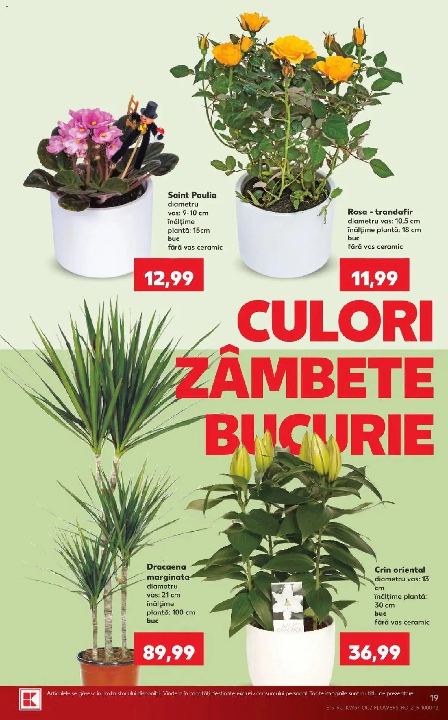 Kaufland Domnesti 09.09.2026 - Revista si Oferta | Pagină: 19 | Produse: Trandafir