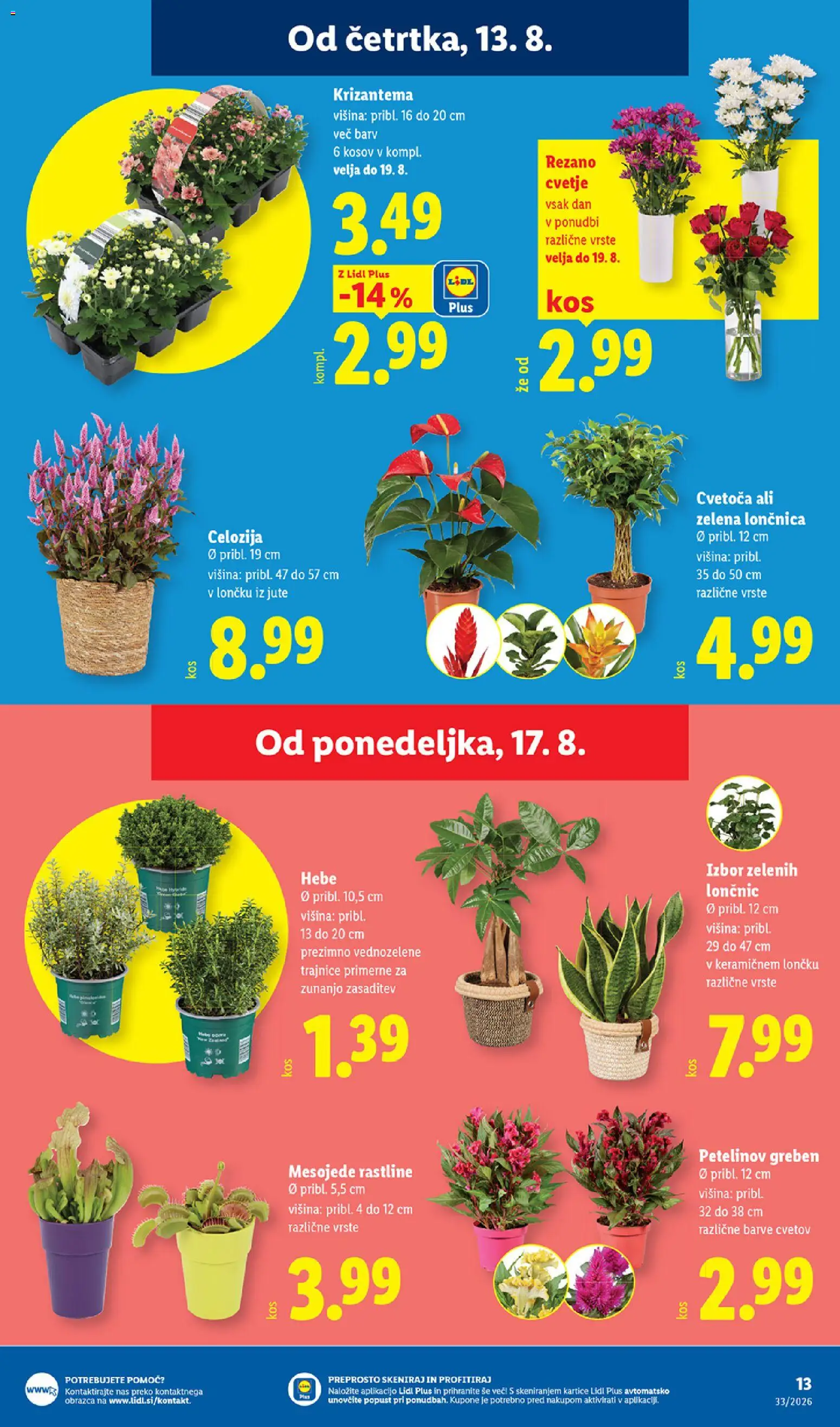 Novi Lidl katalog ponudbe – veljaven od 13.08.2026 | Stran: 21 | Izdelki: Cvetje, Zelena