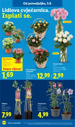Rezano cvijeće, Komad Ruže, cca 40 cm, 2.99 € Gerberi, cca 50 cm, 3.99 € Različite boje - Pregled kataloga iz trgovine Lidl, vrijedi od 03.08.2026 | Stranica: 50