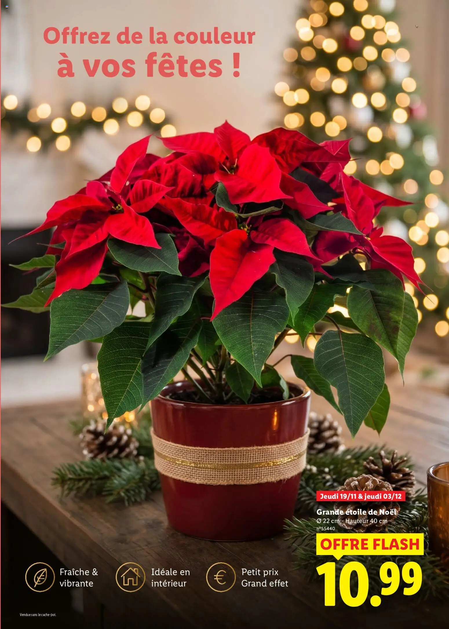 {H1} | Page: 29 | Produits: Poinsettia, Grande etoile de noel