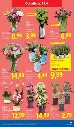 Orhideja phalaenopsis (u ukrasnoj tegli), Komad, Visina: cca 42 cm, Promjer: cca 12 cm, Različite boje - Pregled kataloga iz trgovine Lidl, vrijedi od 27.04.2026 | Stranica: 47