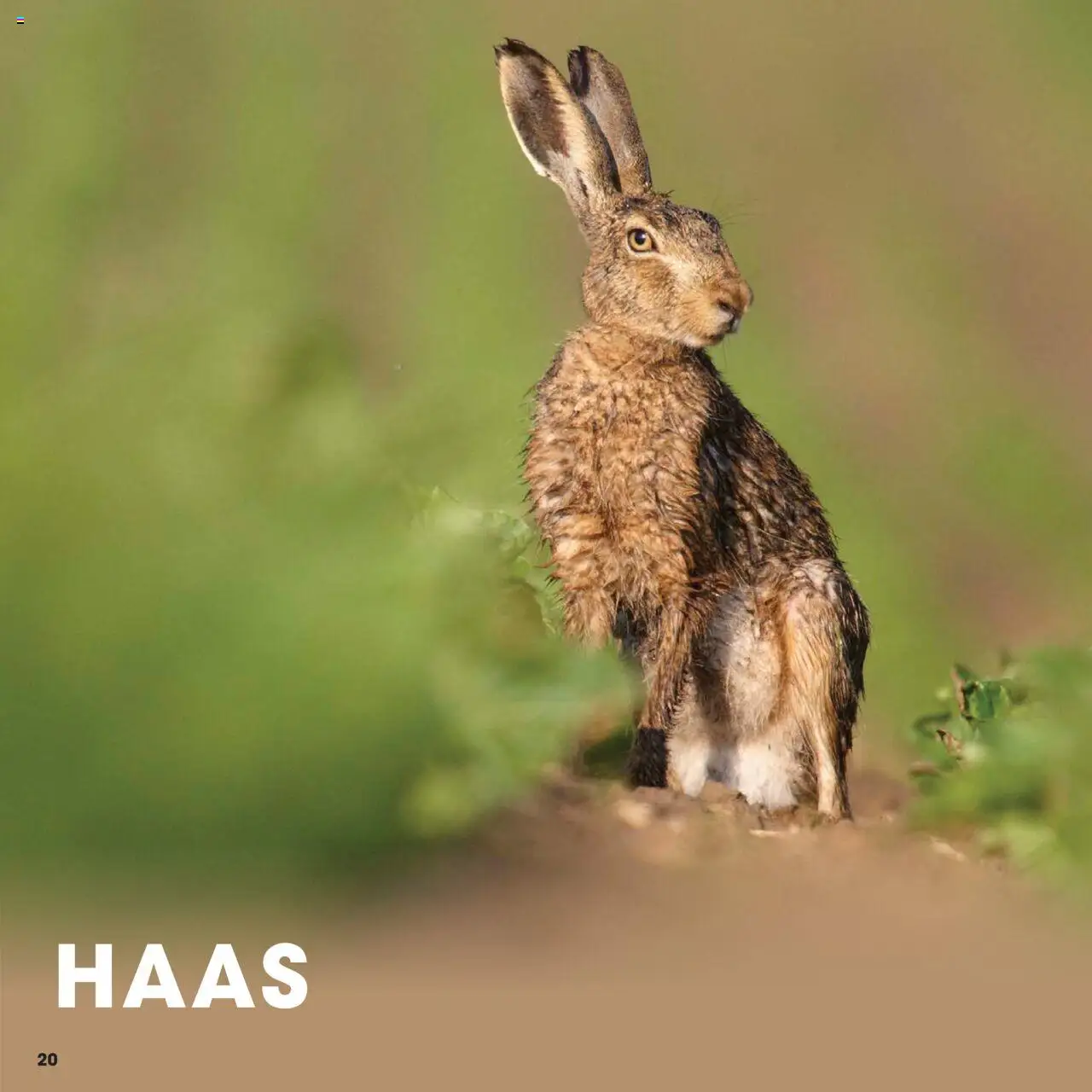 {H1} | Pagina: 20 | Producten: Haas