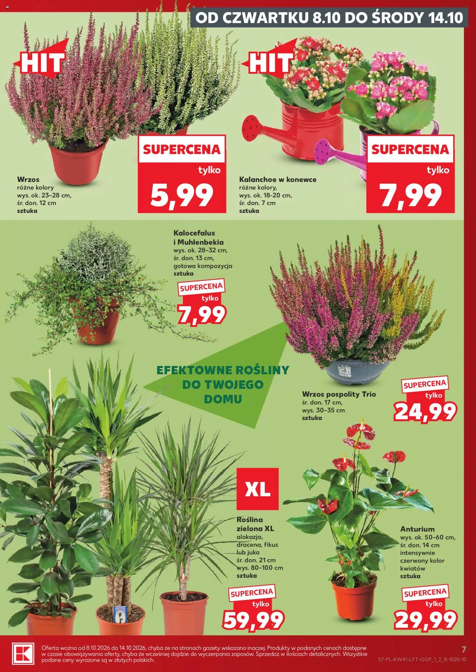 Kaufland Polsko leták od 08.10.2026 | Strana: 7 | Produkty: Kalanchoe