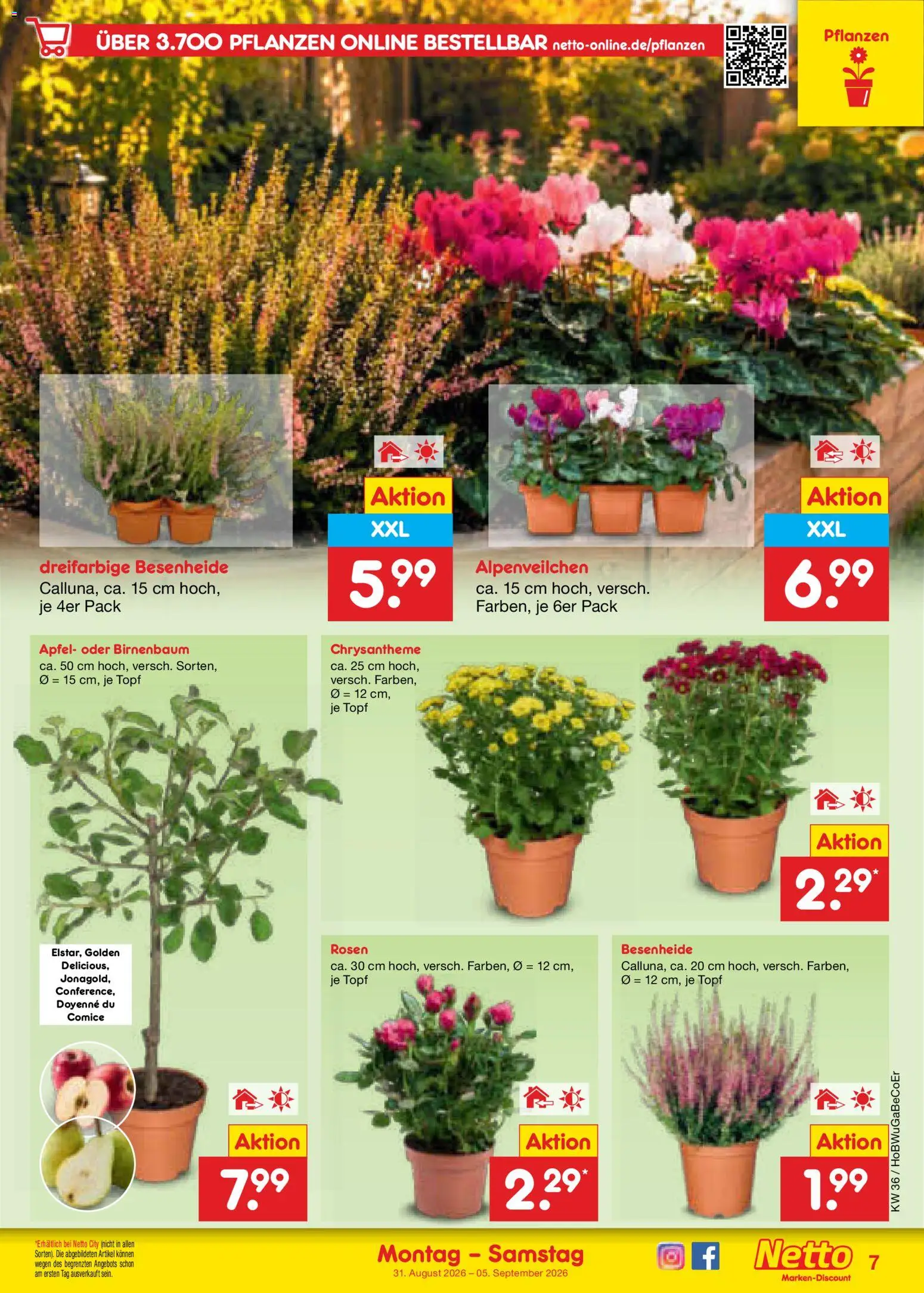 Netto Marken-Discount Prospekt – gültig ab 31.08.2026 | Seite: 9 | Produkte: Äpfel