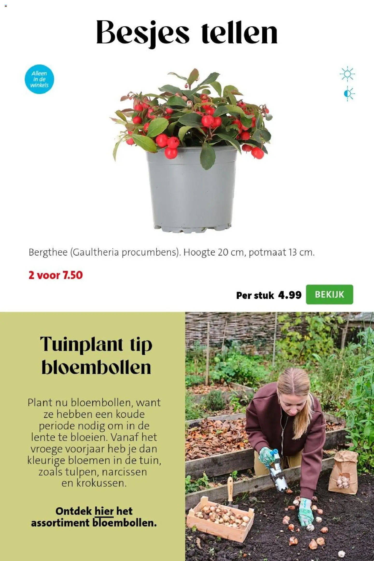 {H1} | Pagina: 3 | Producten: Bloemen