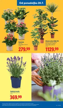 Ukrasne sobne biljke XXL, Dracena, monstra, kalatea, fikus benjamin ili ederalna - pregled Lidl kataloga - važi od 16.07.2026 | Strana: 75 | Proizvode: Kalanhoja, Sobne biljke