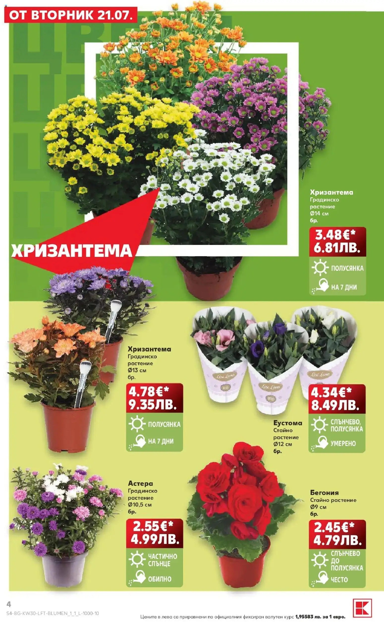 {H1} | Страница: 4 | Продукти: Хризантема